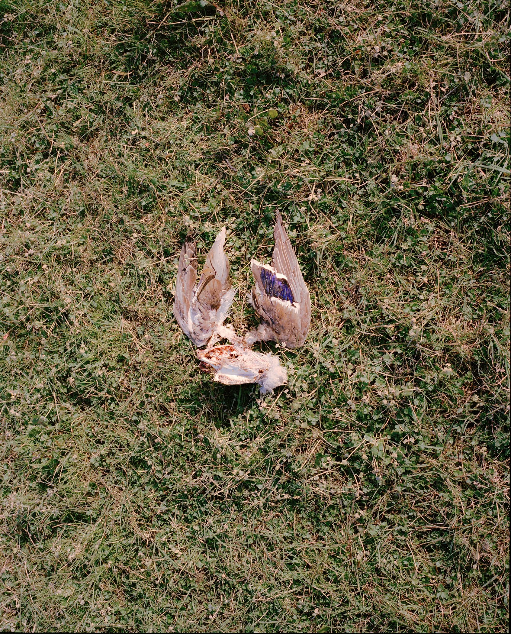 mayflies-32.jpg