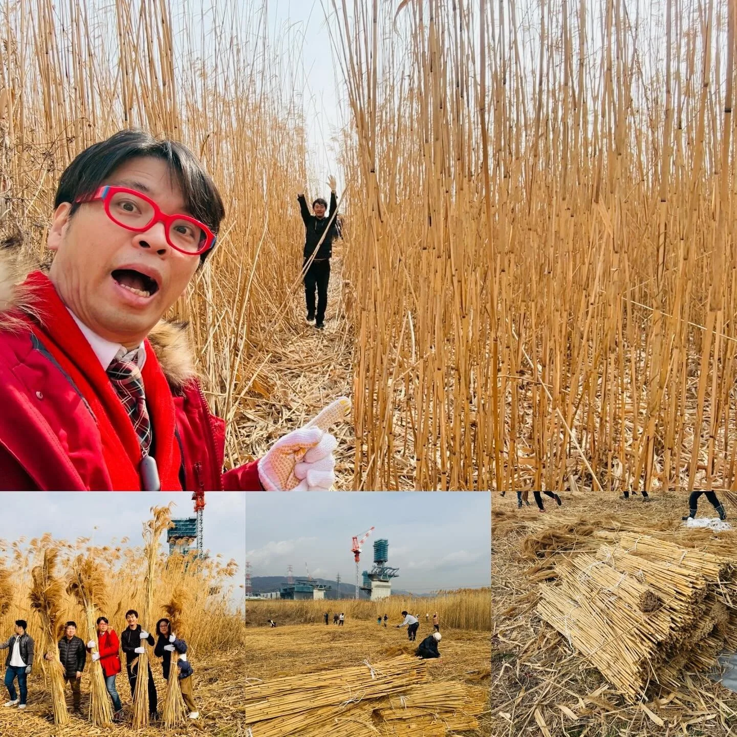 【刈ることは、守ること。鵜殿のヨシ原で循環に触れる。】

大阪府印刷工業組合の
「教えて！赤メガネ先生」の取材で、
高槻市の「鵜殿（うどの）」へ。

取材班ではありますが、
紙の原点にもなる
平安から続くヨシ原に触れ、

「ヨシオープンイノベーション
協議会」さん主催の
ヨシ刈りに参加
させていただくのです。

てっきり水の中に入るものだと
覚悟を決めていたんです。
ずぶ濡れになるぞ、と。

でも、ヨシの林は、陸の上⁉︎
そして、ものすごく広大で
高さ4mほどのヨシが
見渡す限りに広がっています