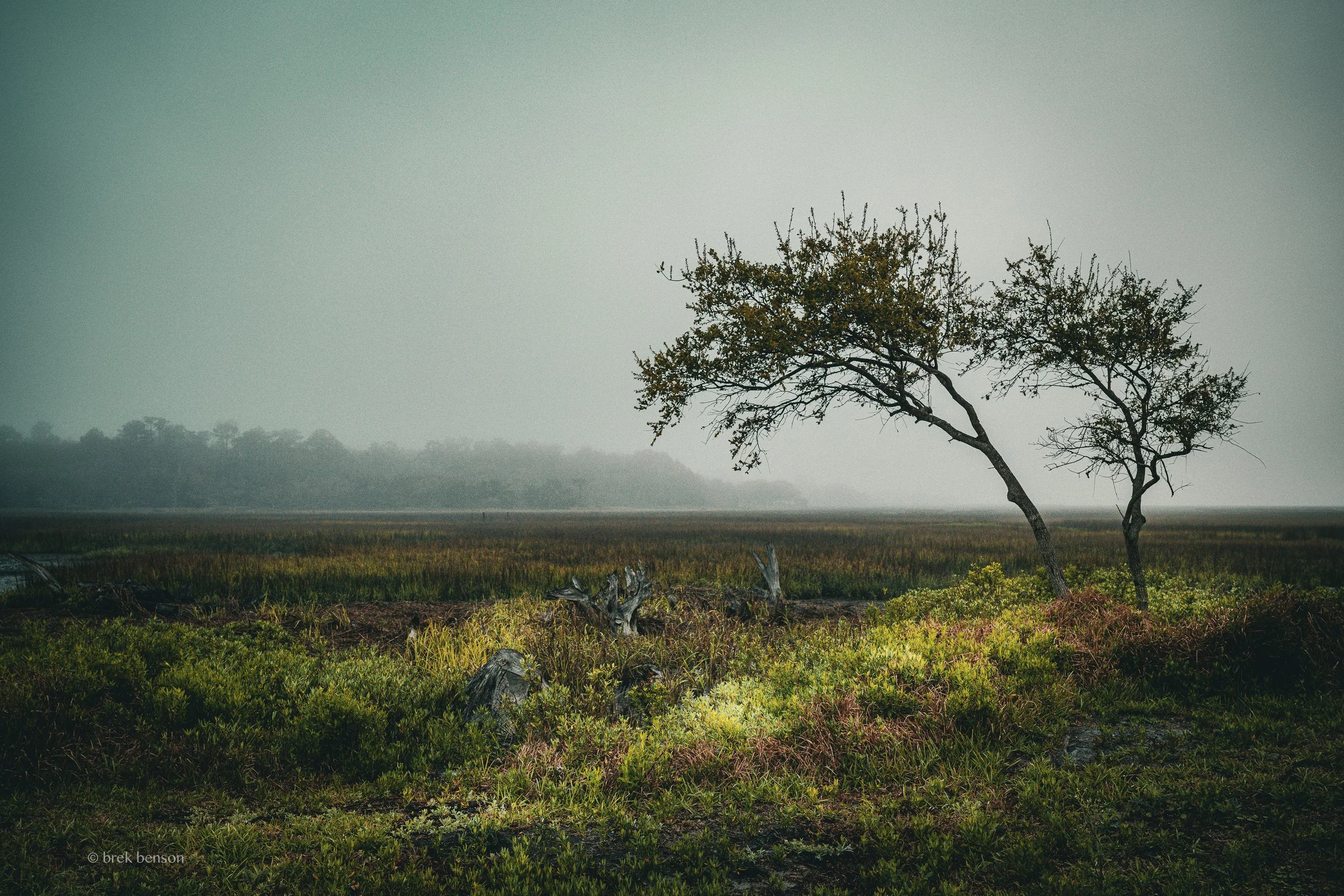 Harrington marsh quiet light 90% 300dpi.jpg