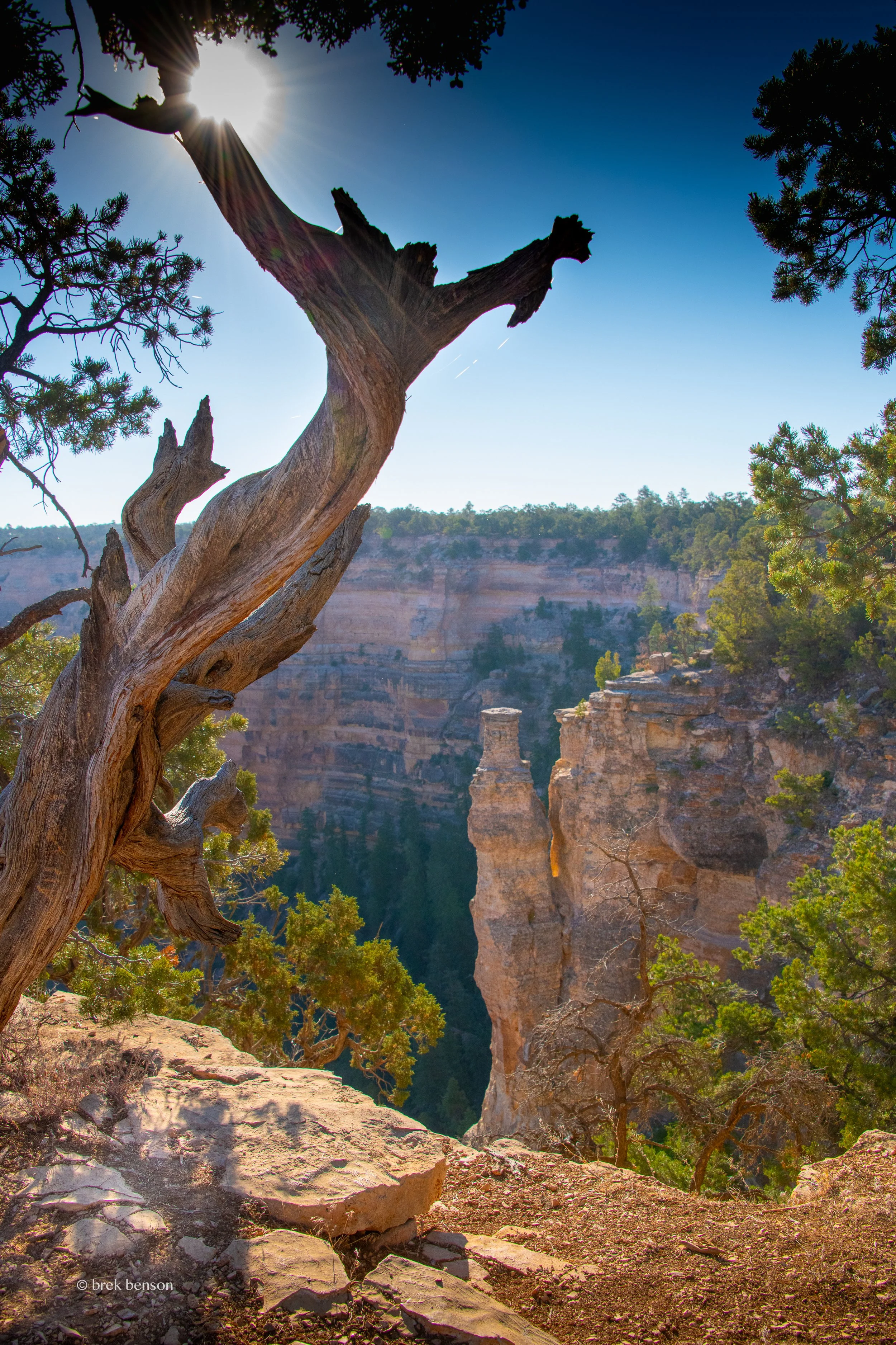 Crand Canyon tree and cliffs 300dpi.jpg
