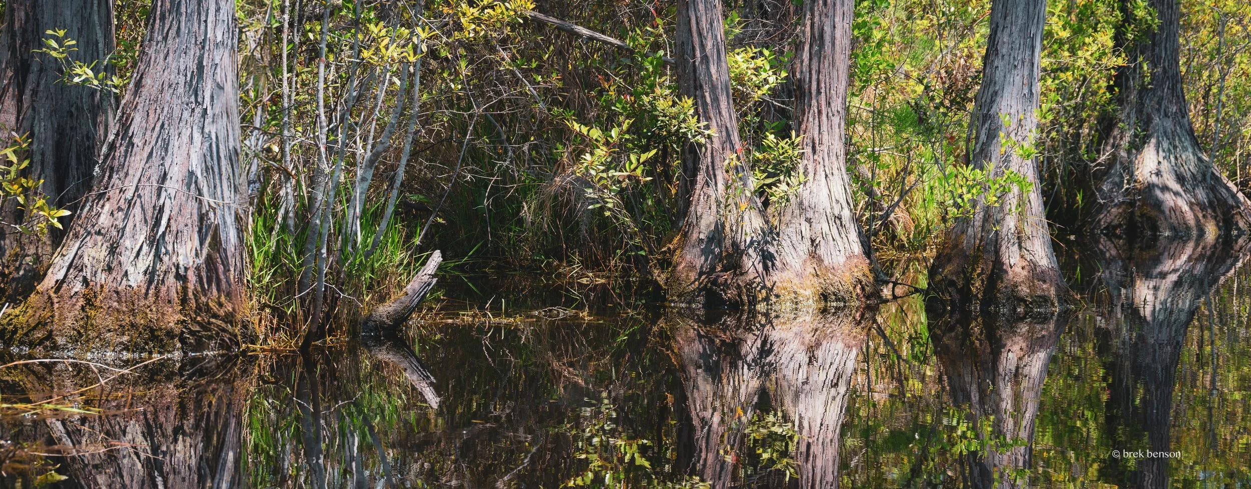 Cypress and water Okefenokee 300dpi.jpg