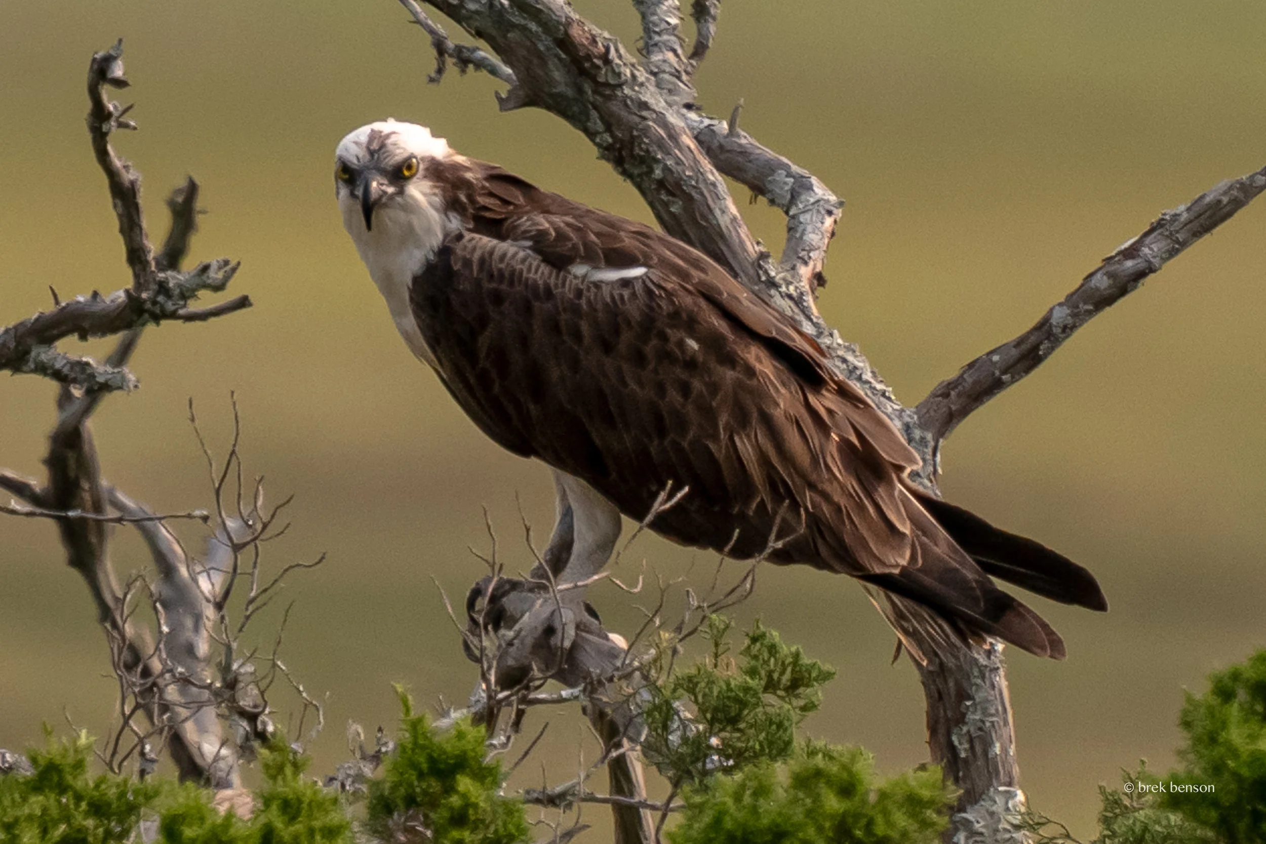 Osprey on branch in marsh 300dpi.jpg