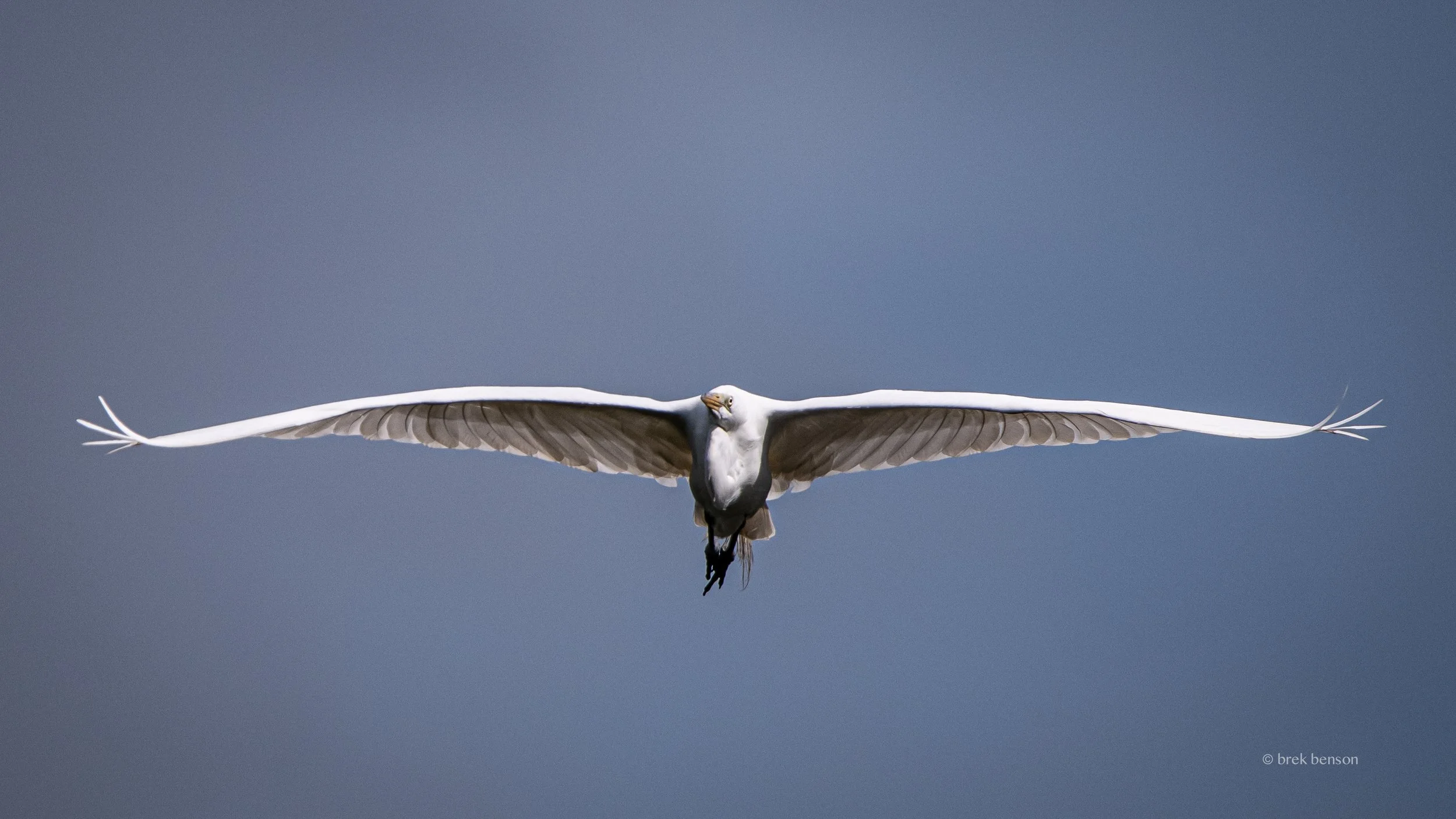 Great White Egret wings spread 300dpi.jpg