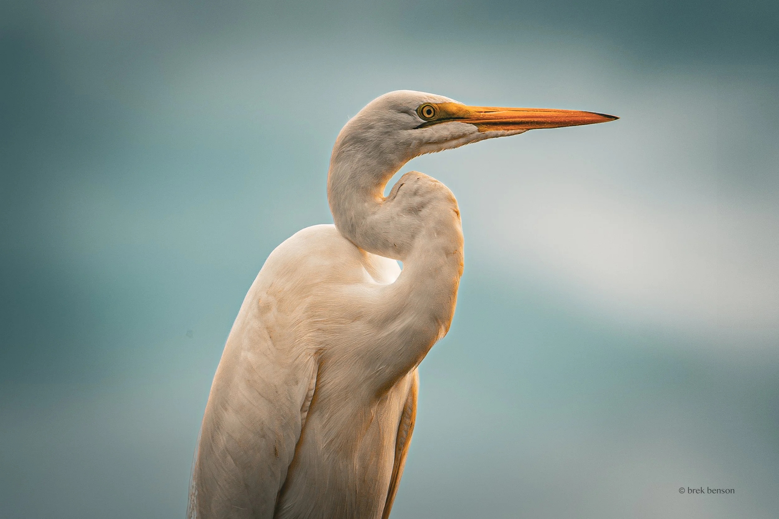 Great White Egret close up 2026 300dpi.jpg