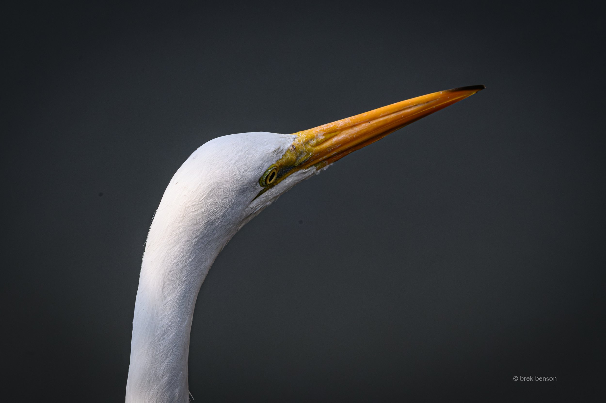 Great White Egret portrait 300dpi.jpg