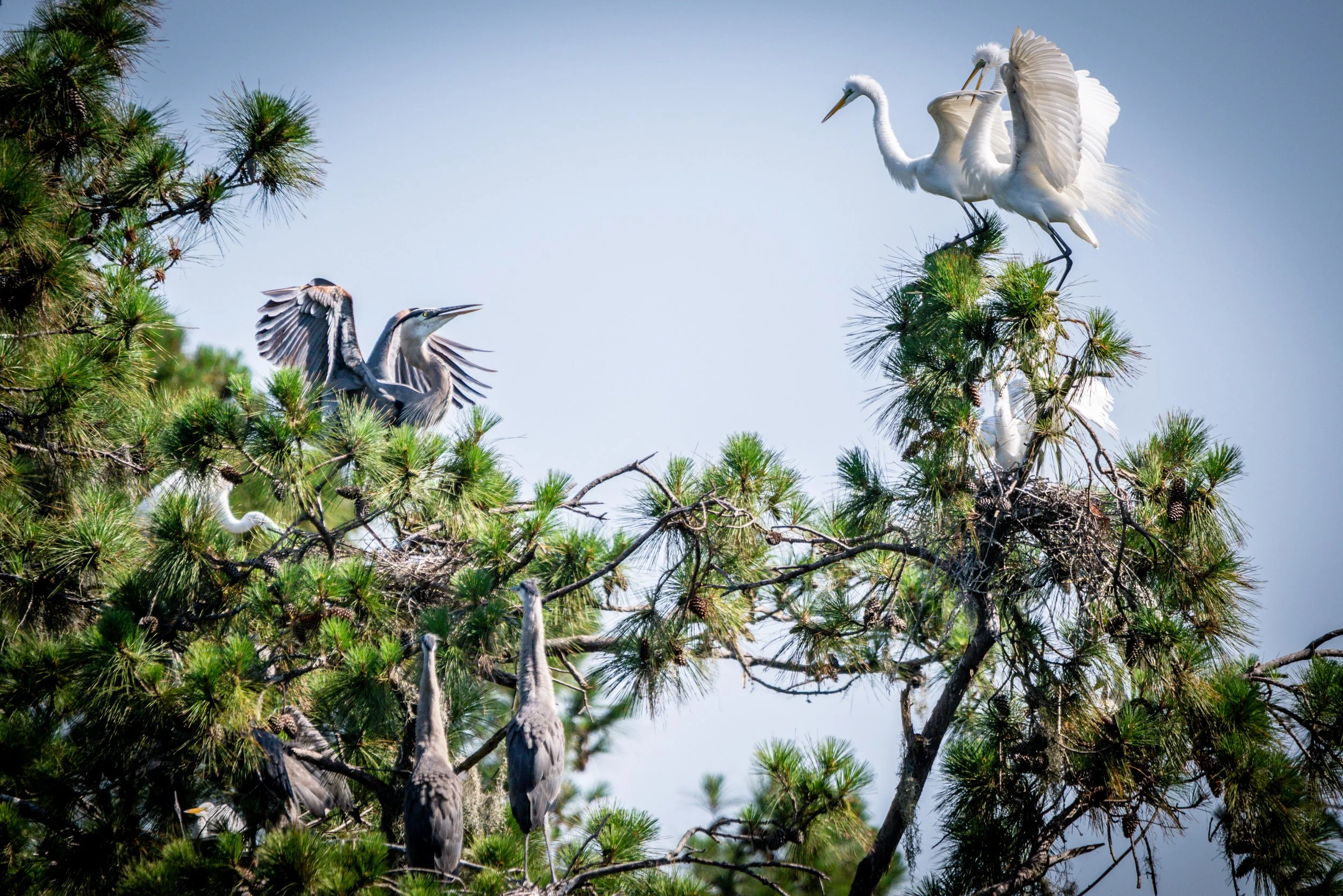Rookery quabble LG 300dpi .jpg