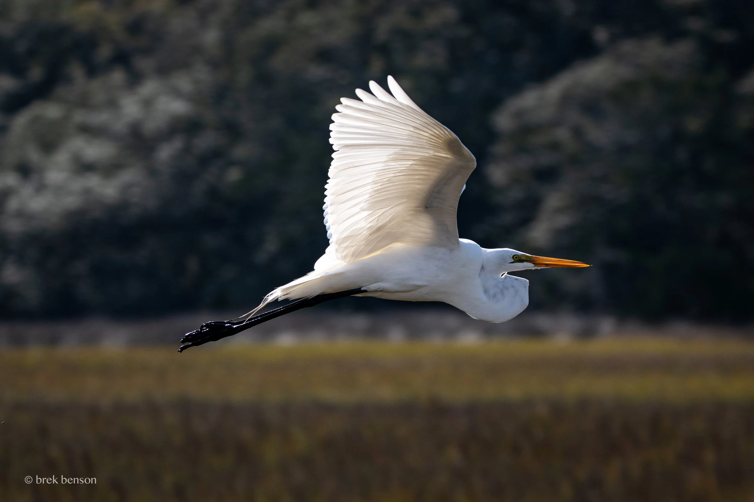 Great White Egret In Flight Jekyll 300dpi_.jpg