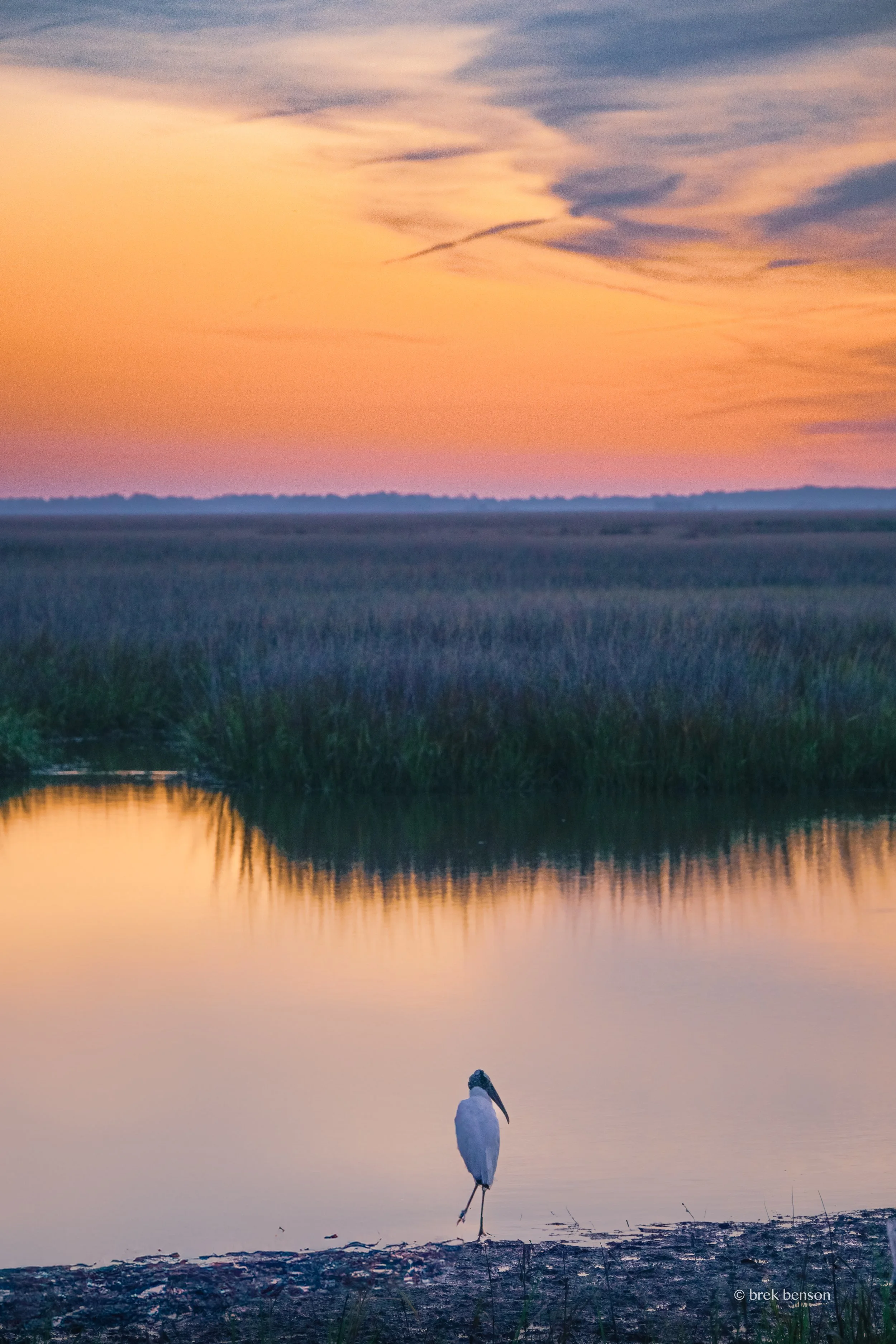 Lone Stork Harrington LG 300dpi.jpg