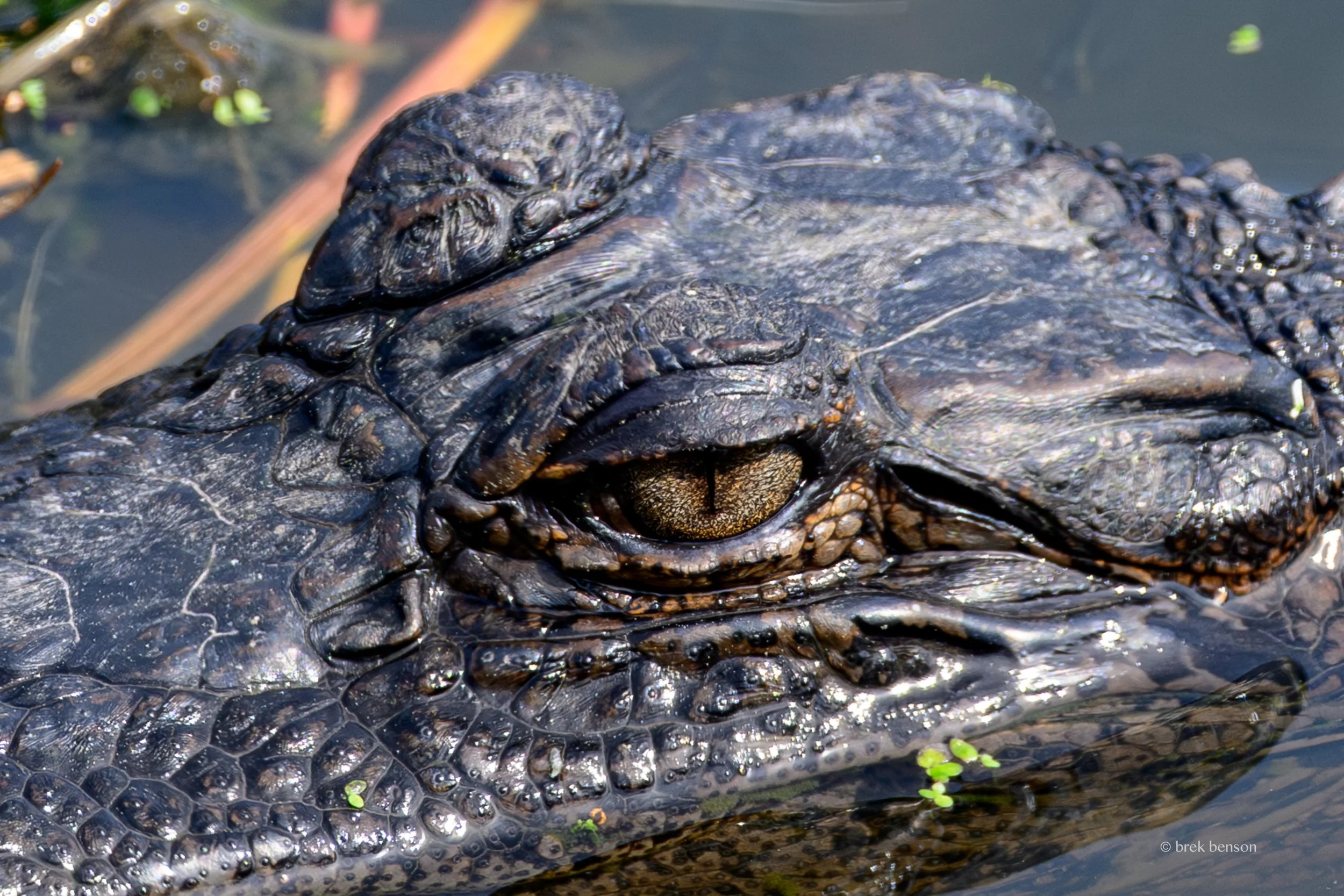 Gator eye 300dpi.jpg