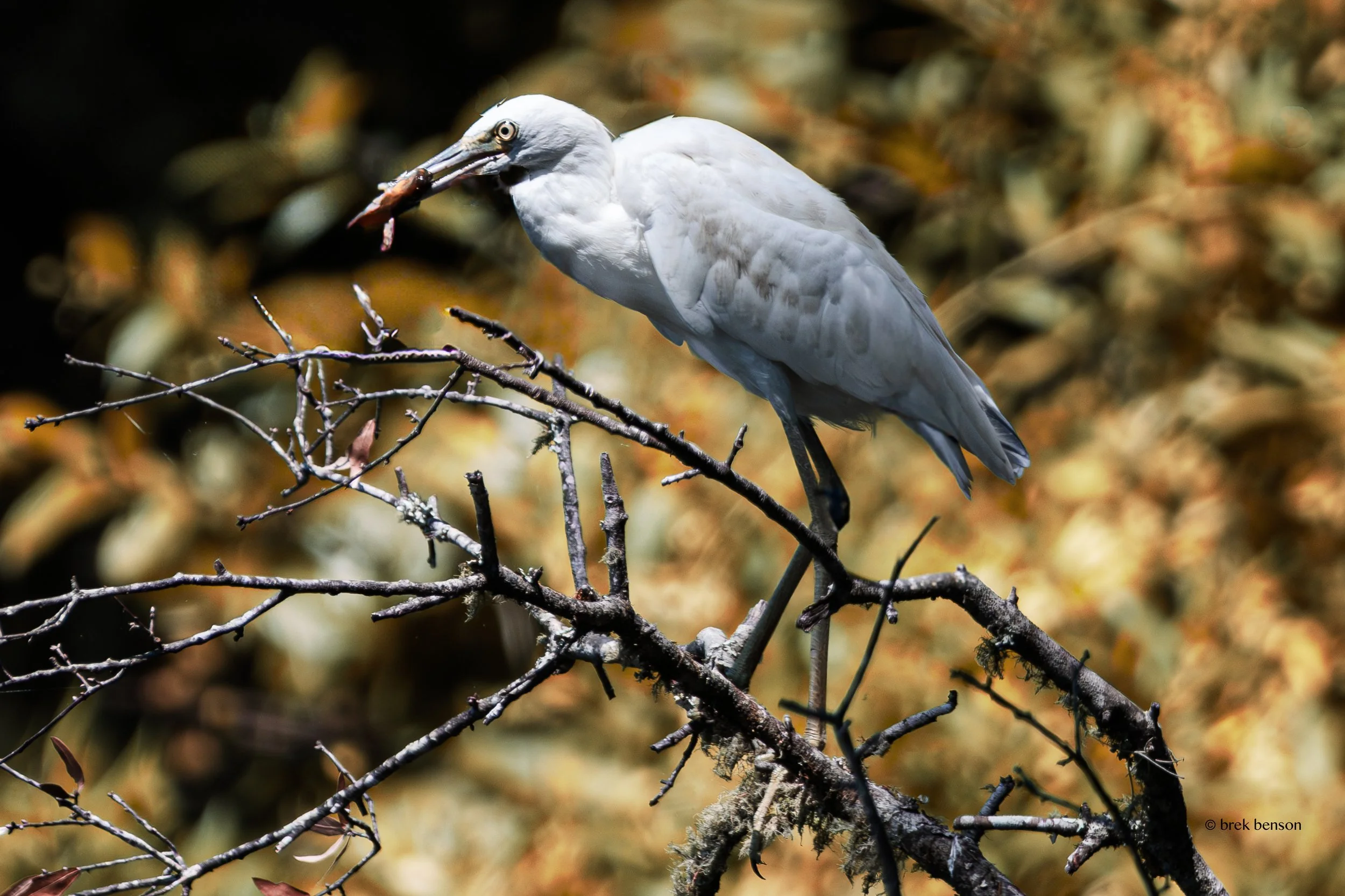 Egret feeding on braches  LG 300dpi.jpg