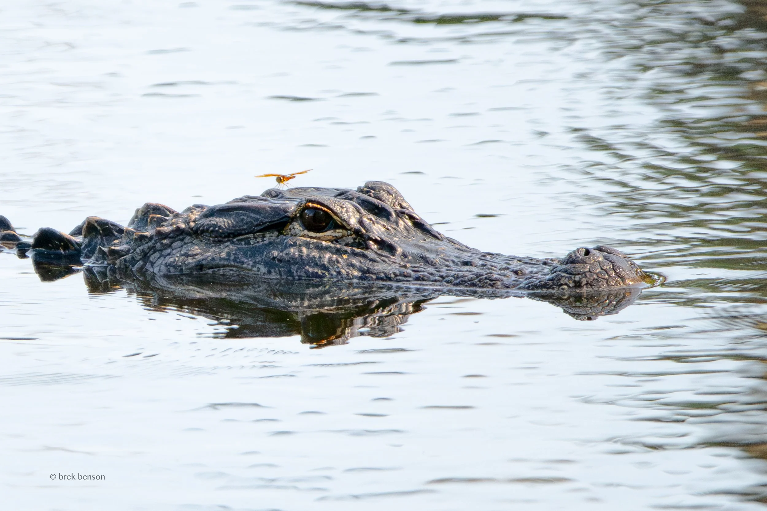 Dragonfly on gator 300dpi.jpg