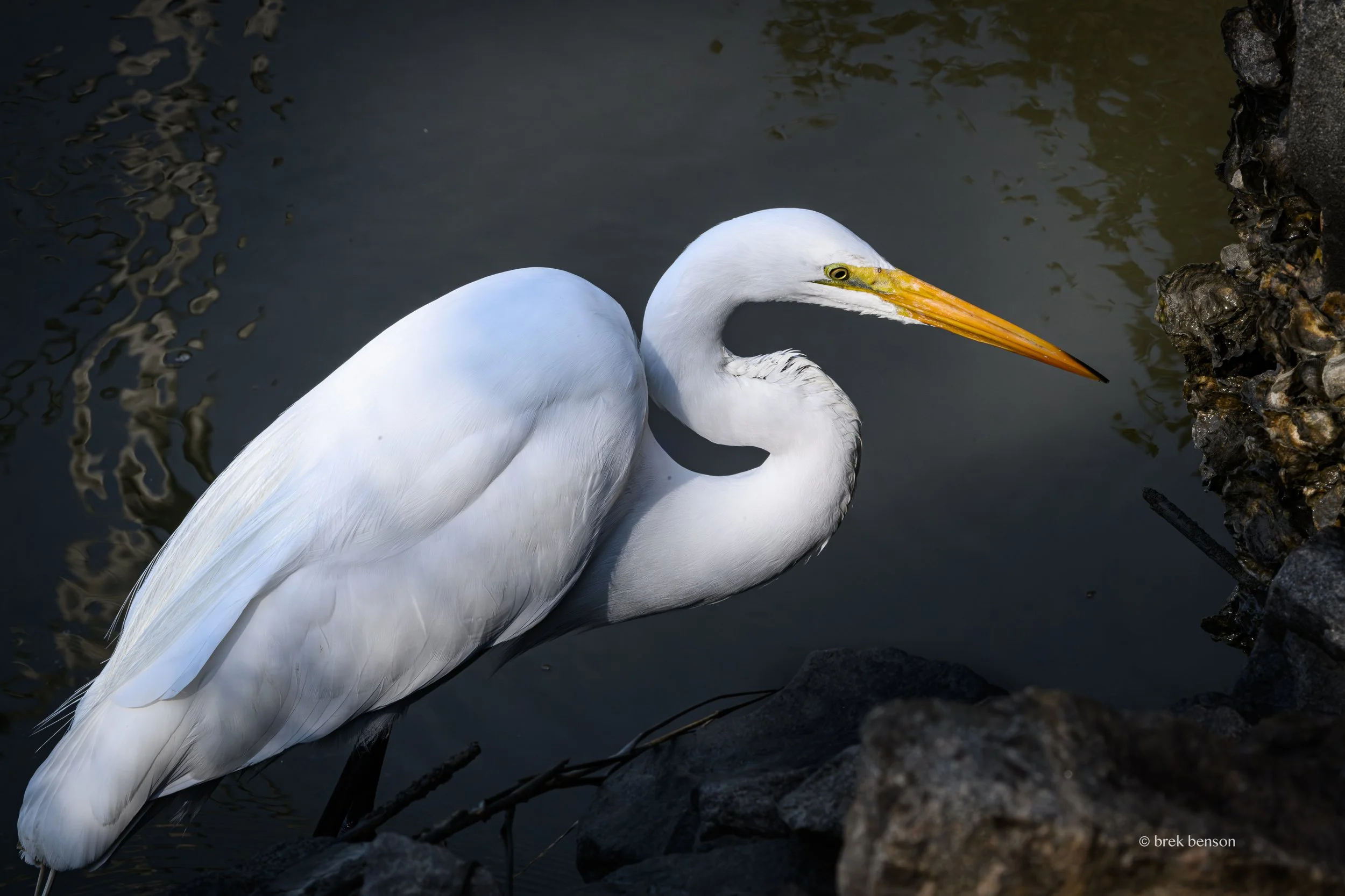 Great White Egret and shells 300dpi.jpg