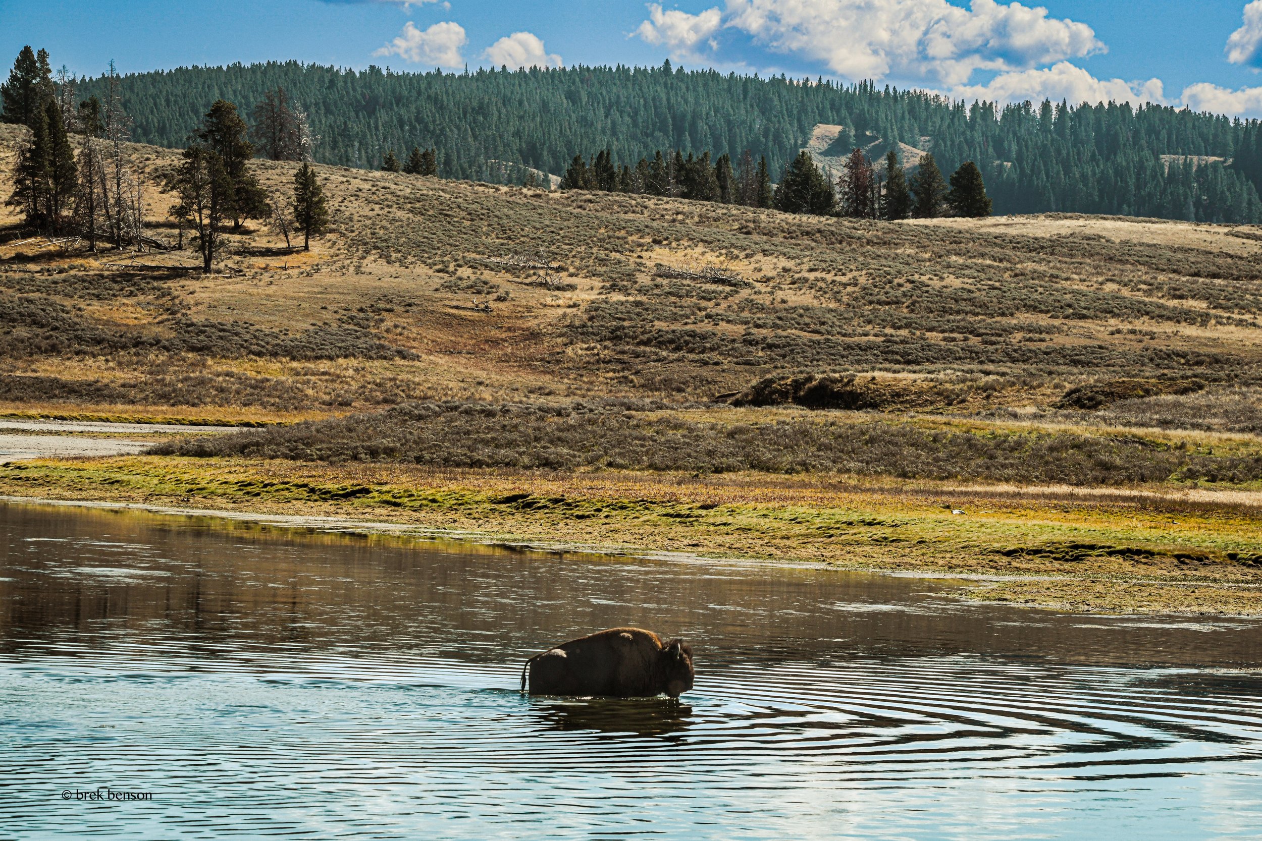 Buffalo in Stream copy.jpg