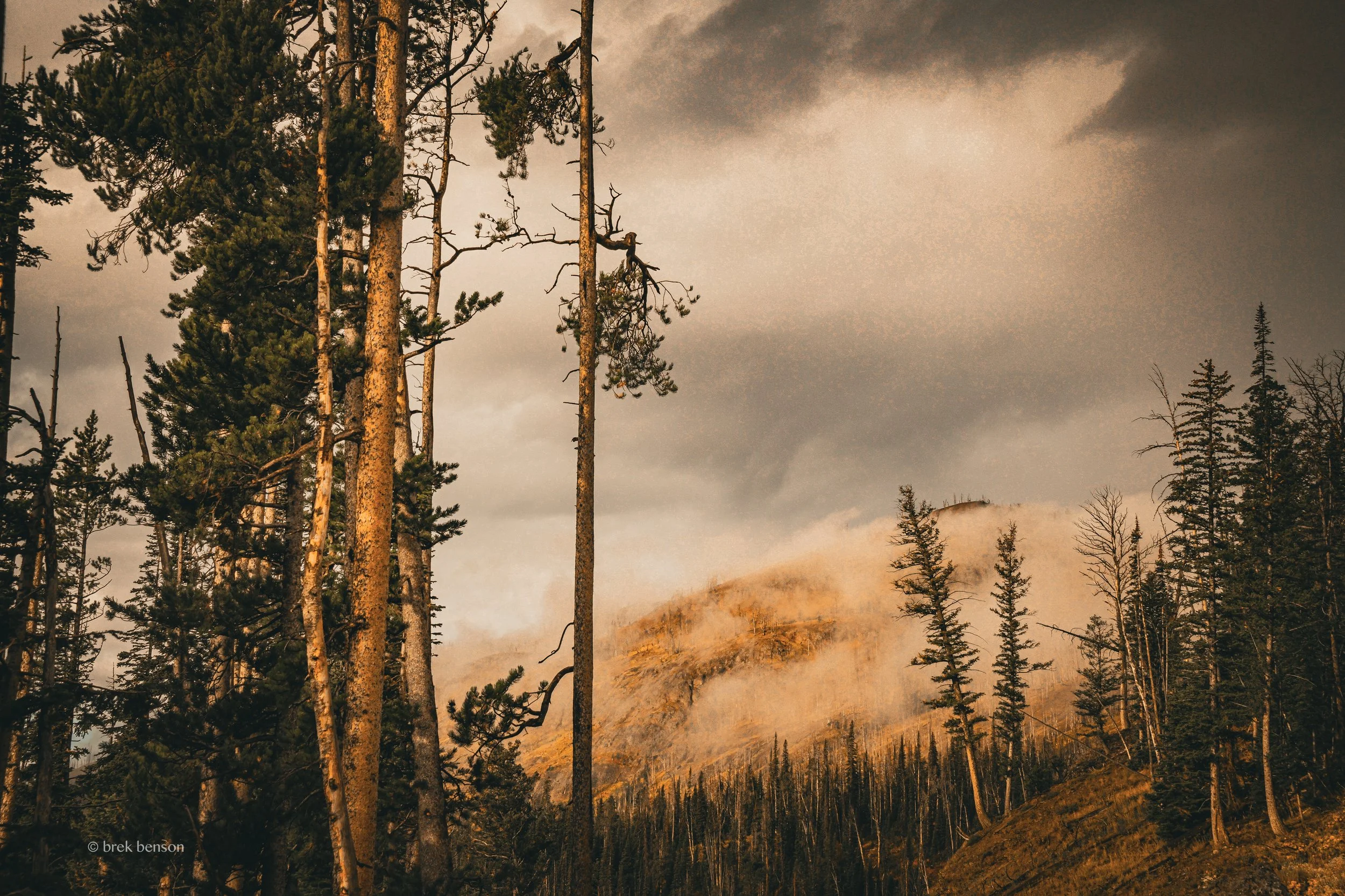 Yellowstone fog and trees 300dpi.jpg