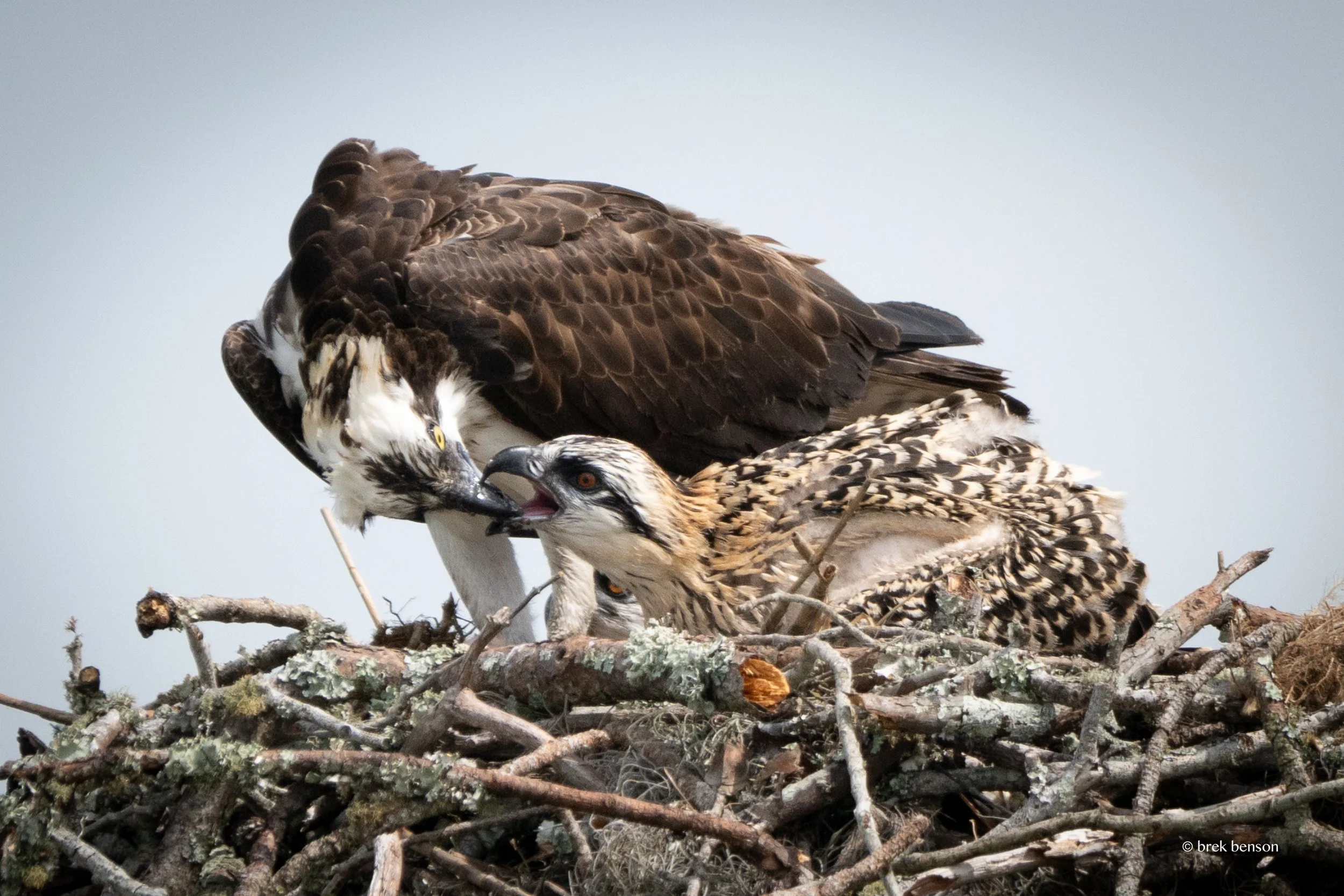 Osprey Epworth Chick Feeding June 2025 LG 300dpi.jpg