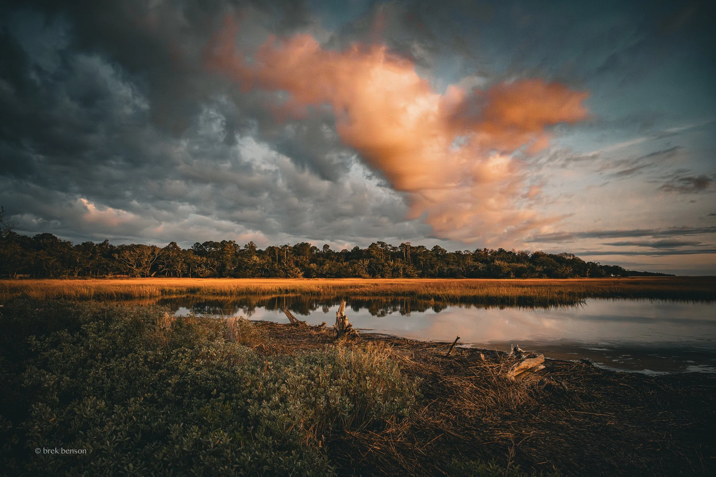 Golden marsh Harrington LG 300dpi.jpg