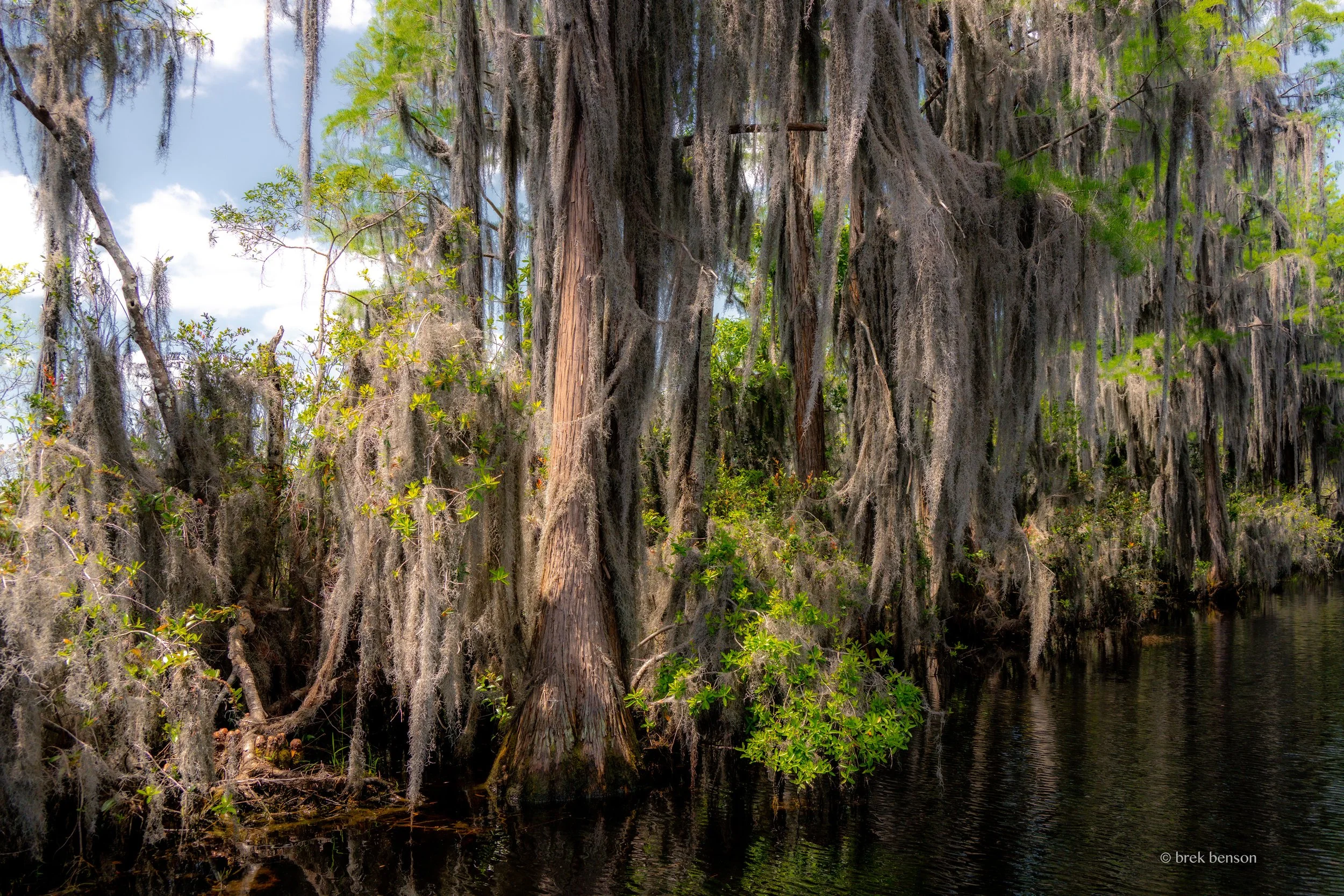 Moss draped, Okefenokee Swamp SM 300dpi.jpg