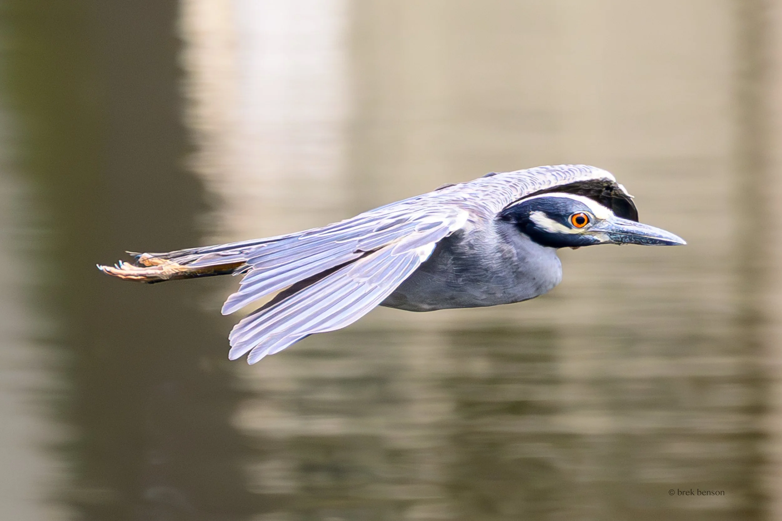 Yellow-crowned Night Heron fly by Sea Palms 2026 300dpi-2.jpg