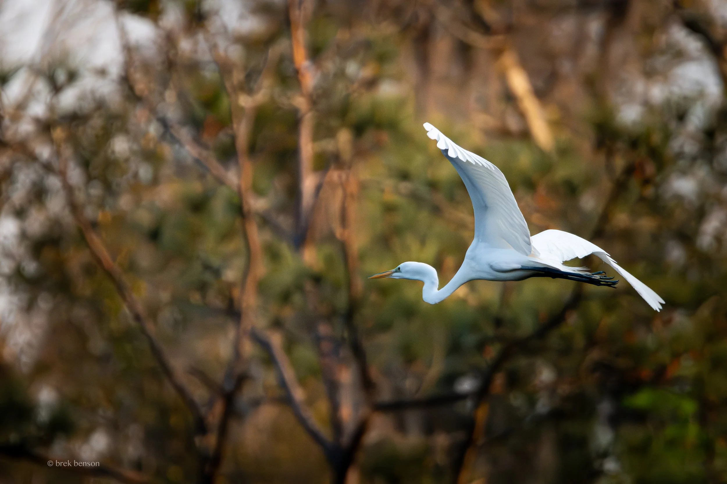 Great White Egret flight rookery side 300dpi.jpg