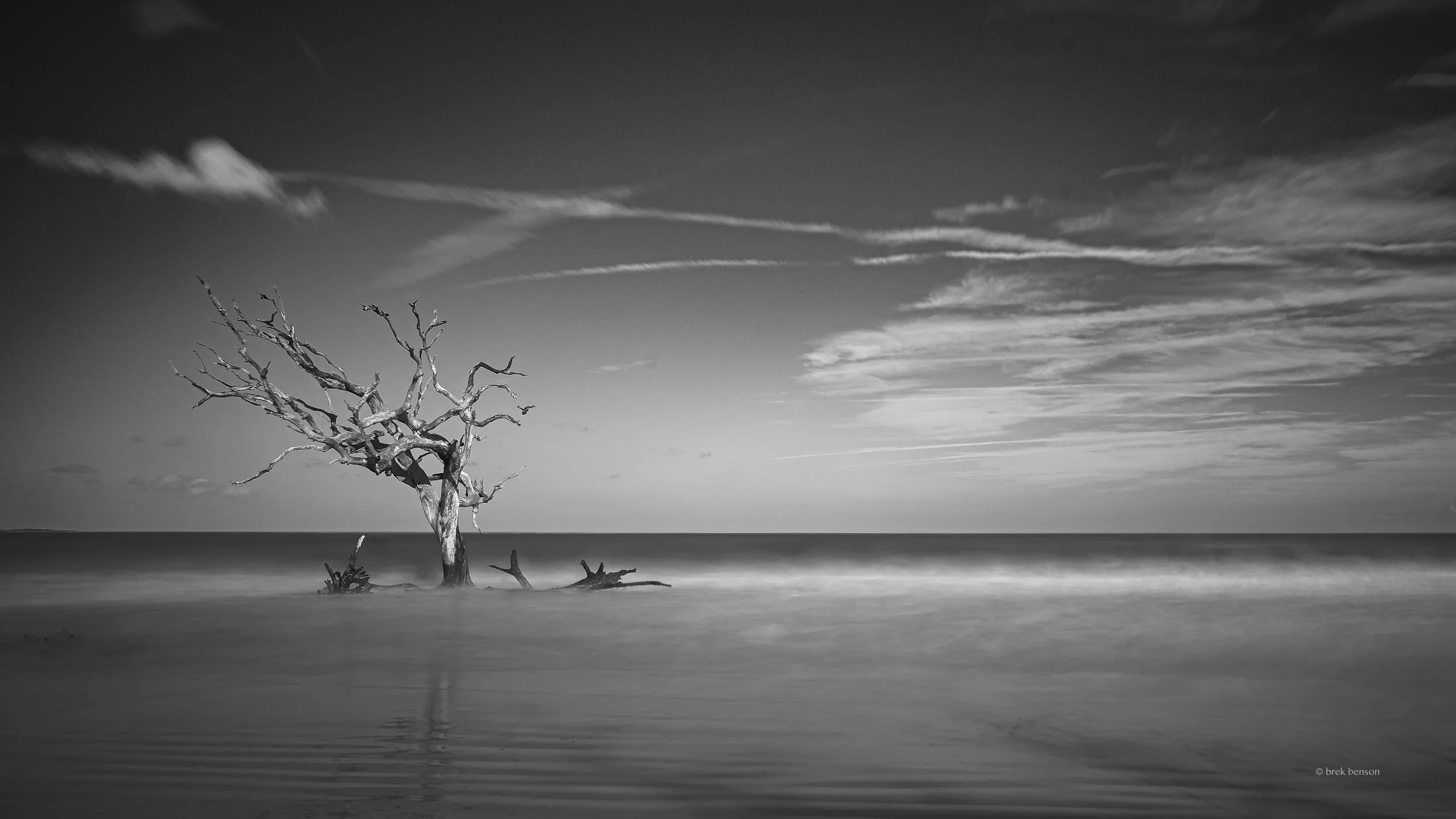 Single tree Dirftwood beach LG 300dpi.jpg
