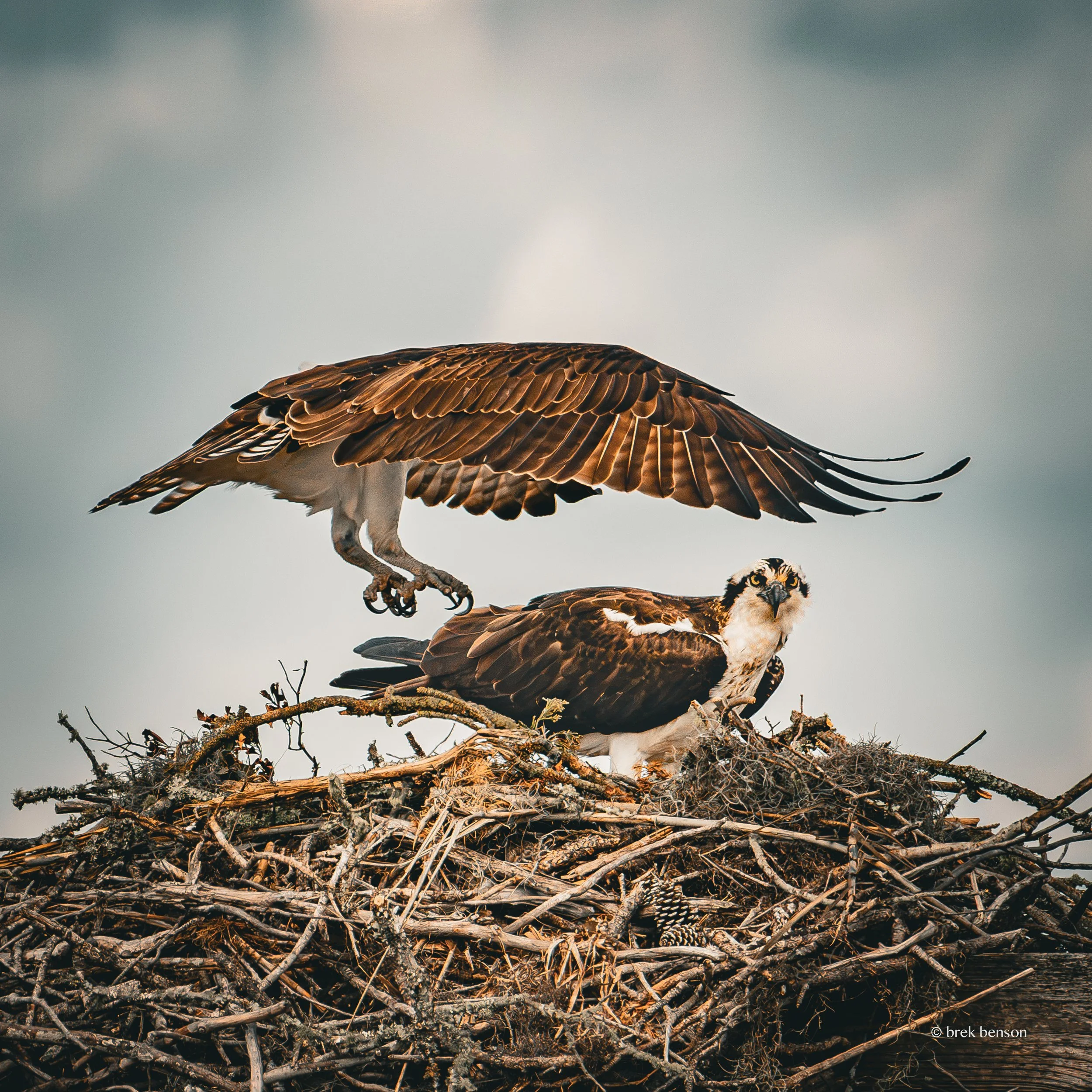 Osprey incoming nest 300dpi-2.jpg