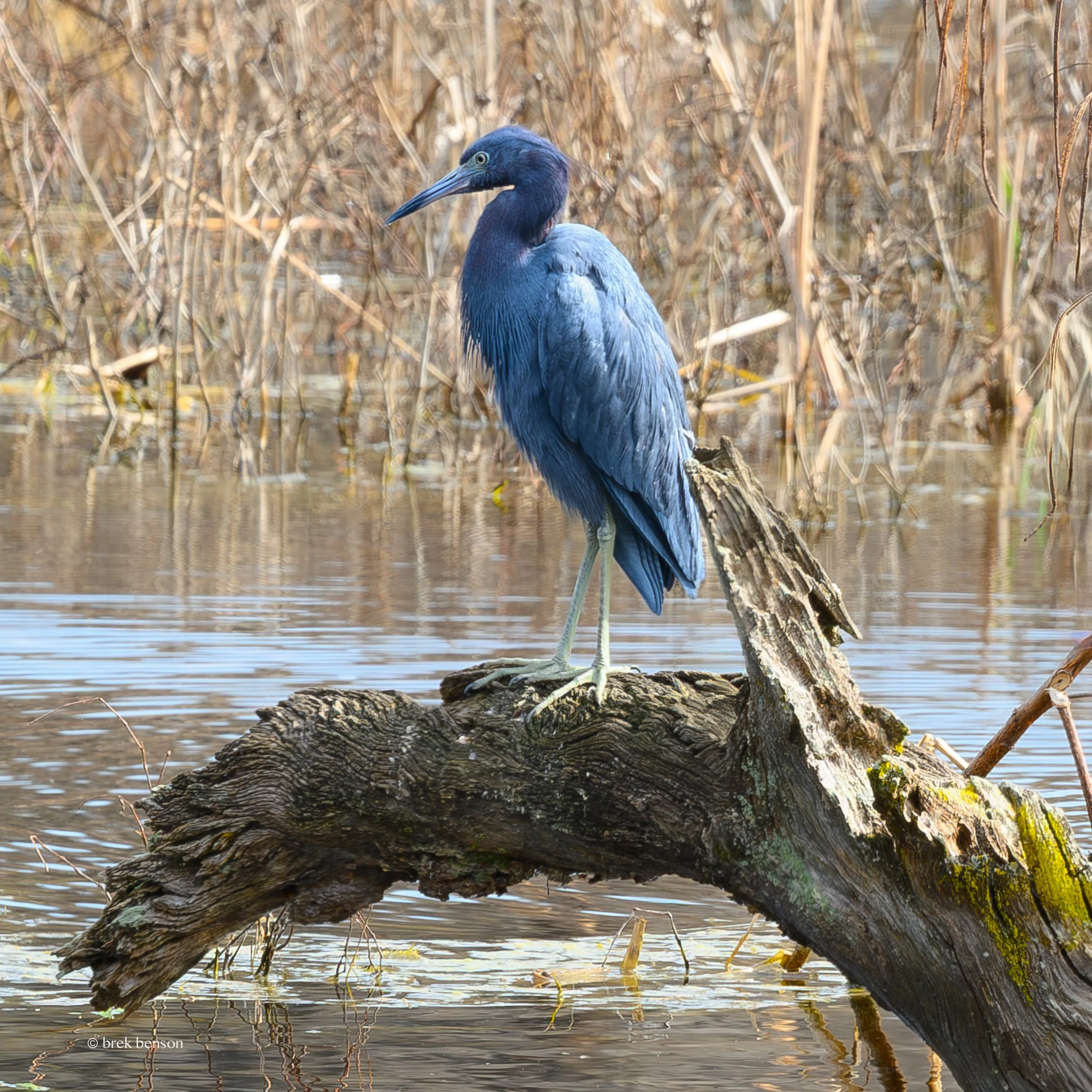 Blue Heron Harris Neck Wildlife Refuge 300dpi.jpg