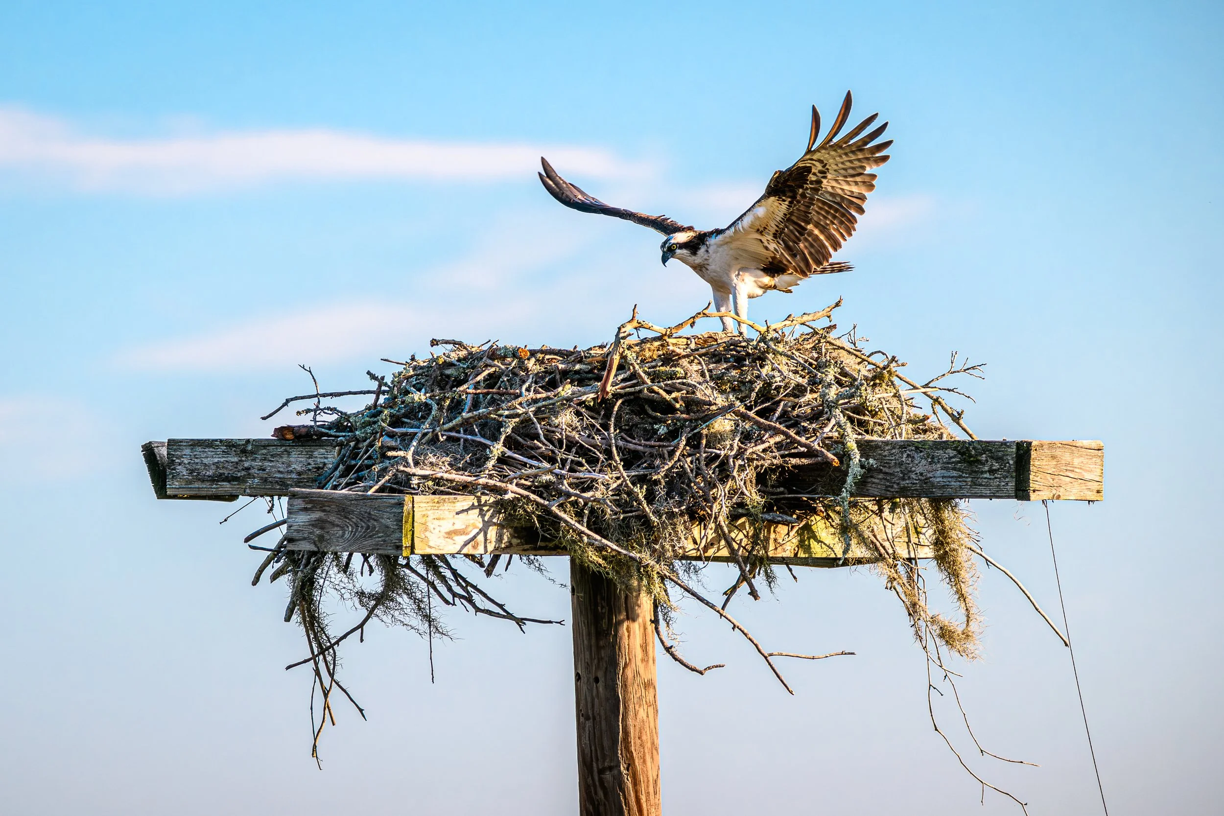 Osprey wings spread nest  LG 300dpi .jpg