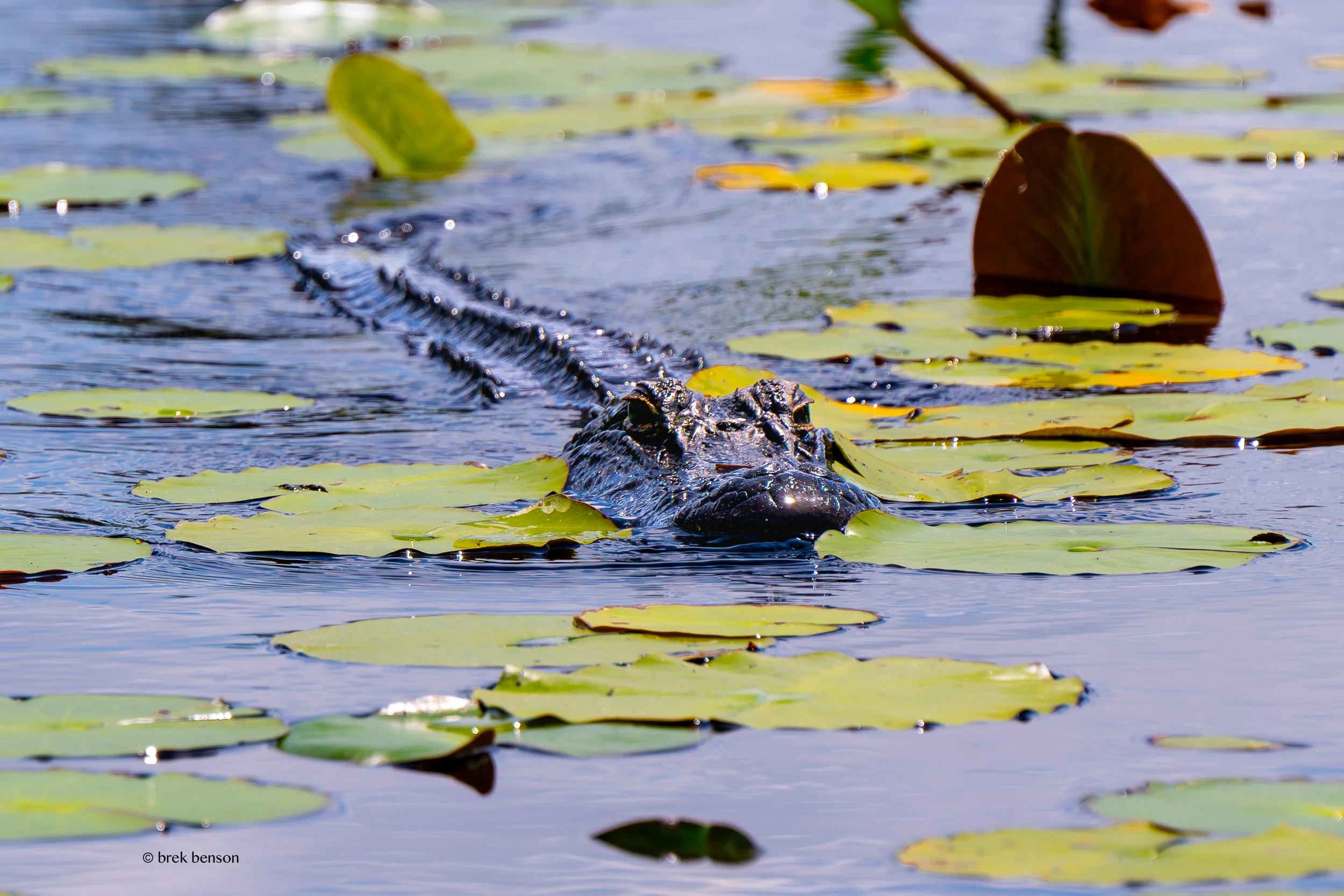 American Alligato Okefenokee 300dpi.jpg