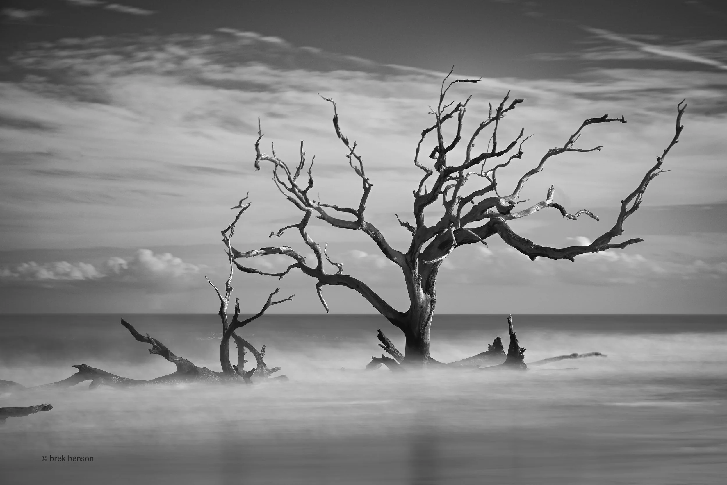 Driftwood beach tree and waves 2024  LG 300dpi.jpg