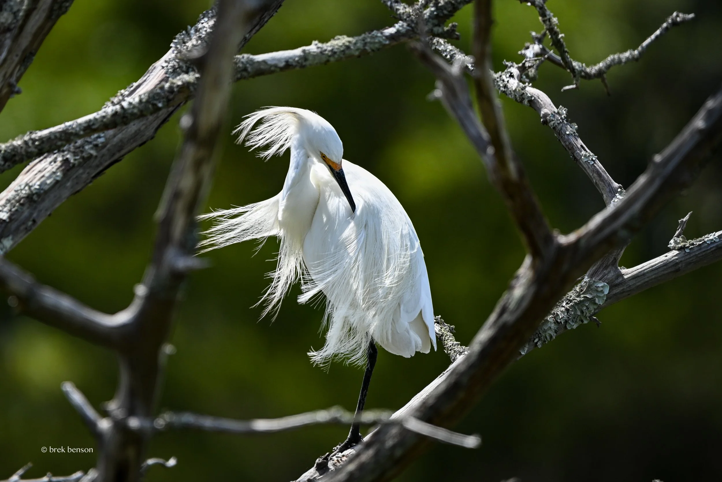 Breezy Egret  LG  300dpi.jpg