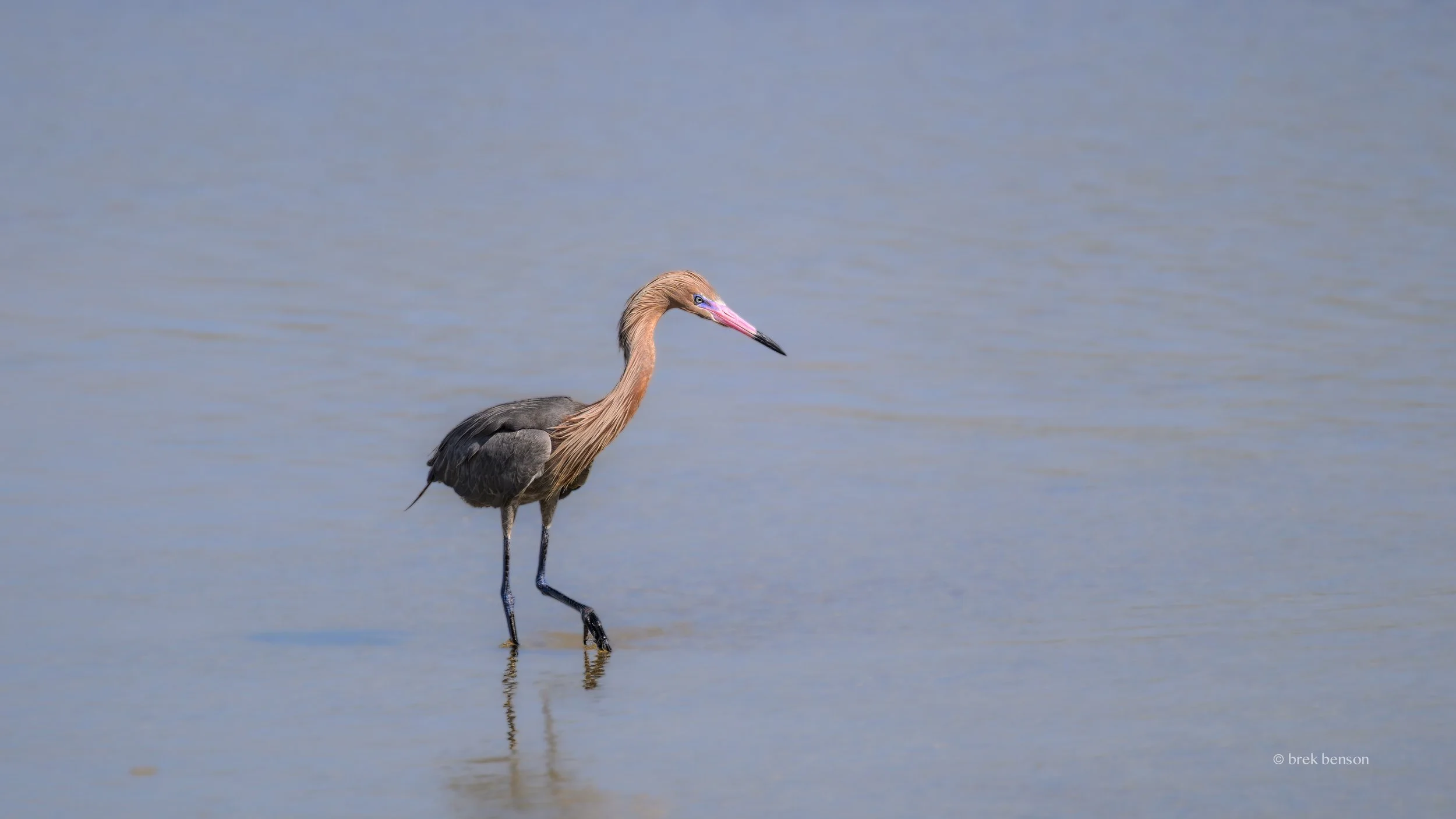 Reddish Heron Mudflats 2026 300dpi.jpg