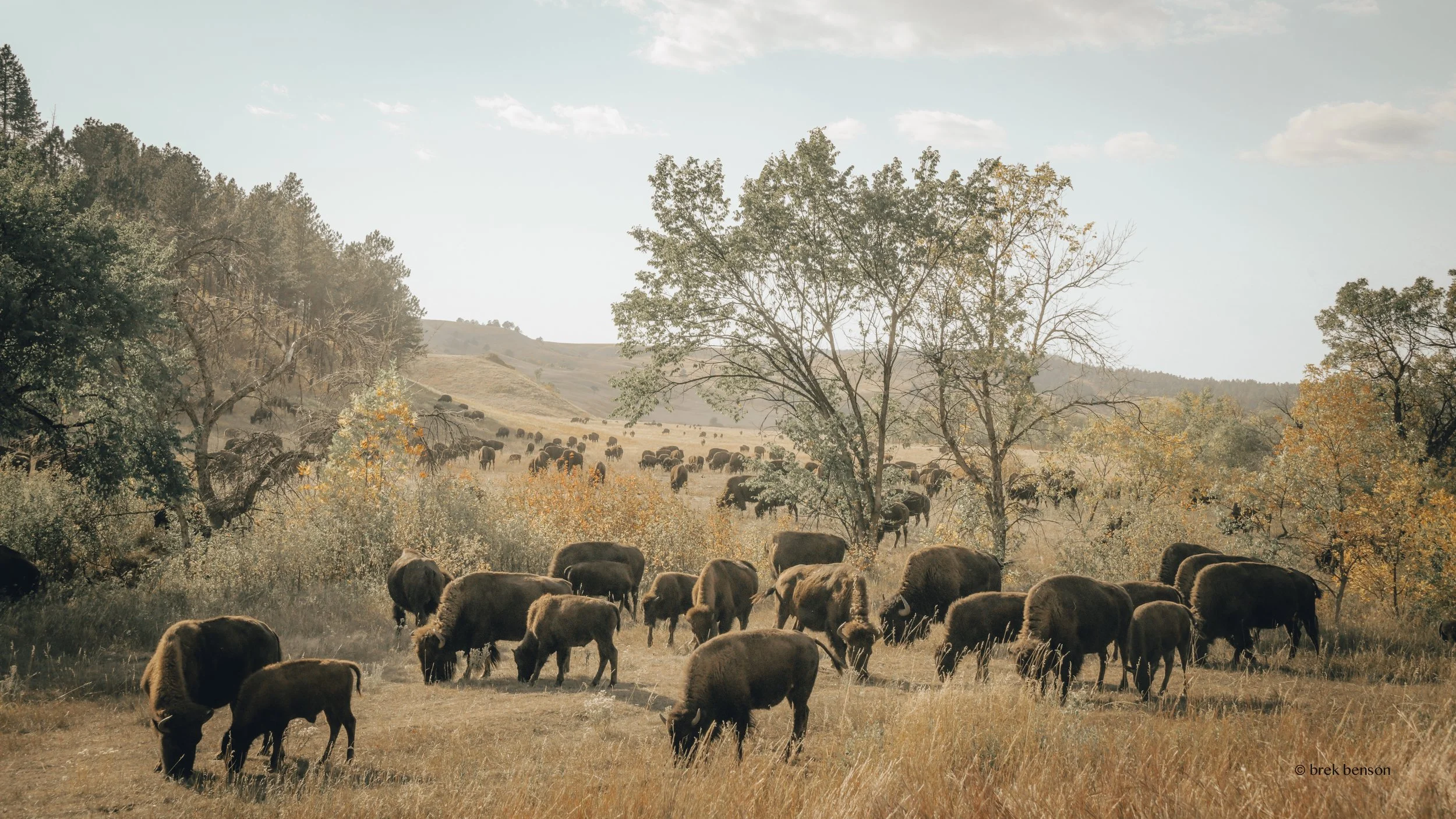 SoDak Bison Herd SM 300dpi.jpg