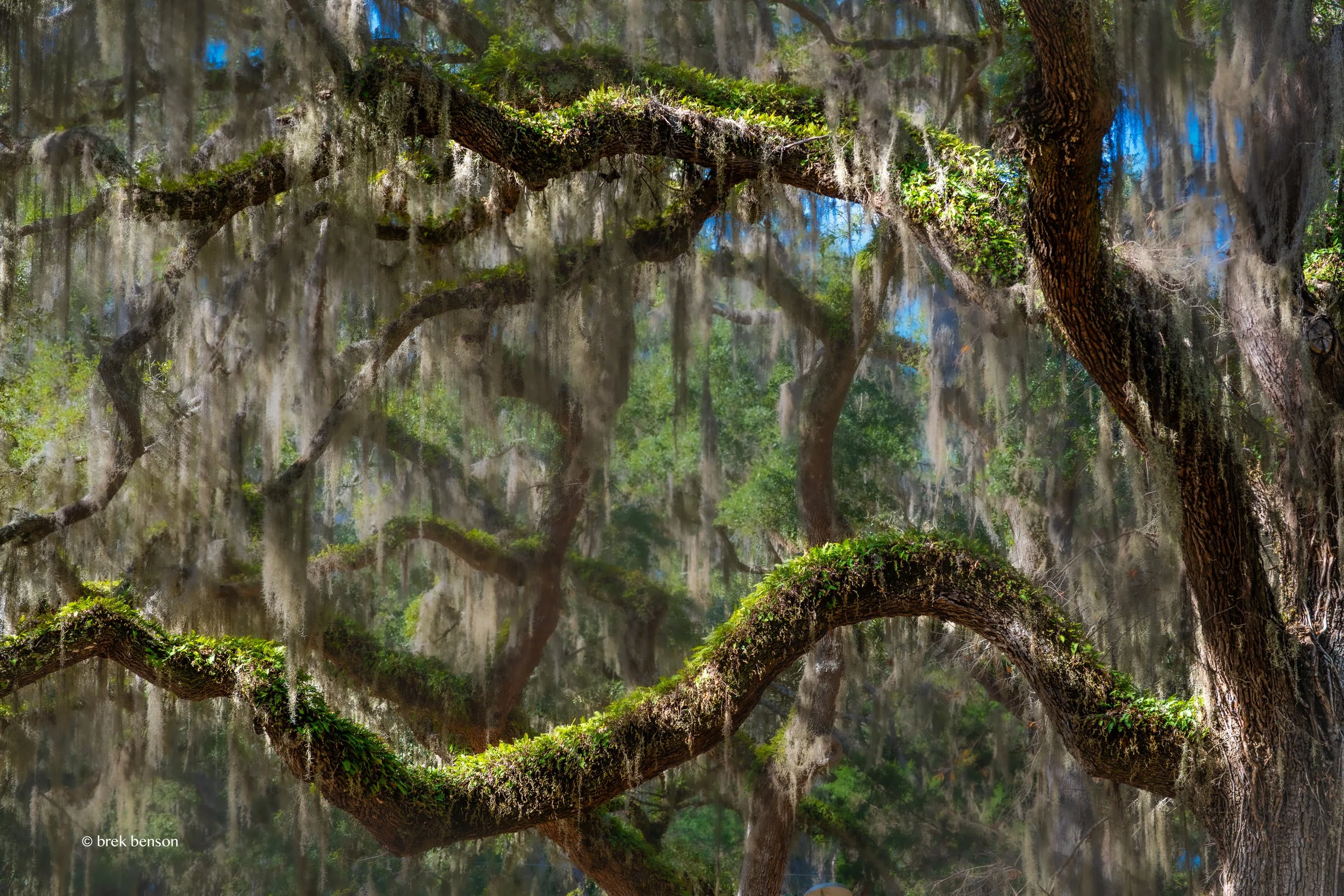 Oak and ferns sunrise 300dpi.jpg