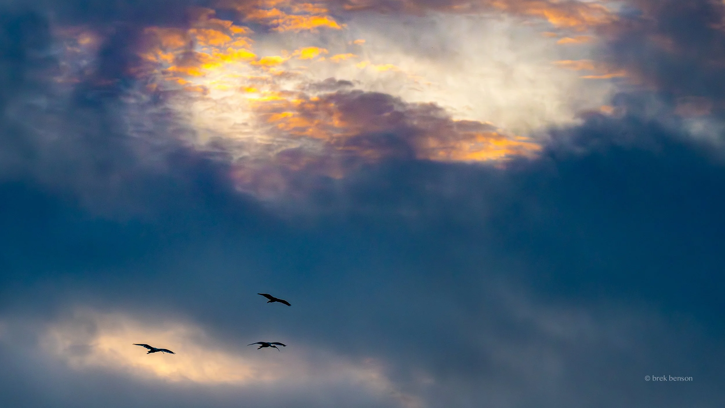 An IBIS sky  LG 300dpi.jpg