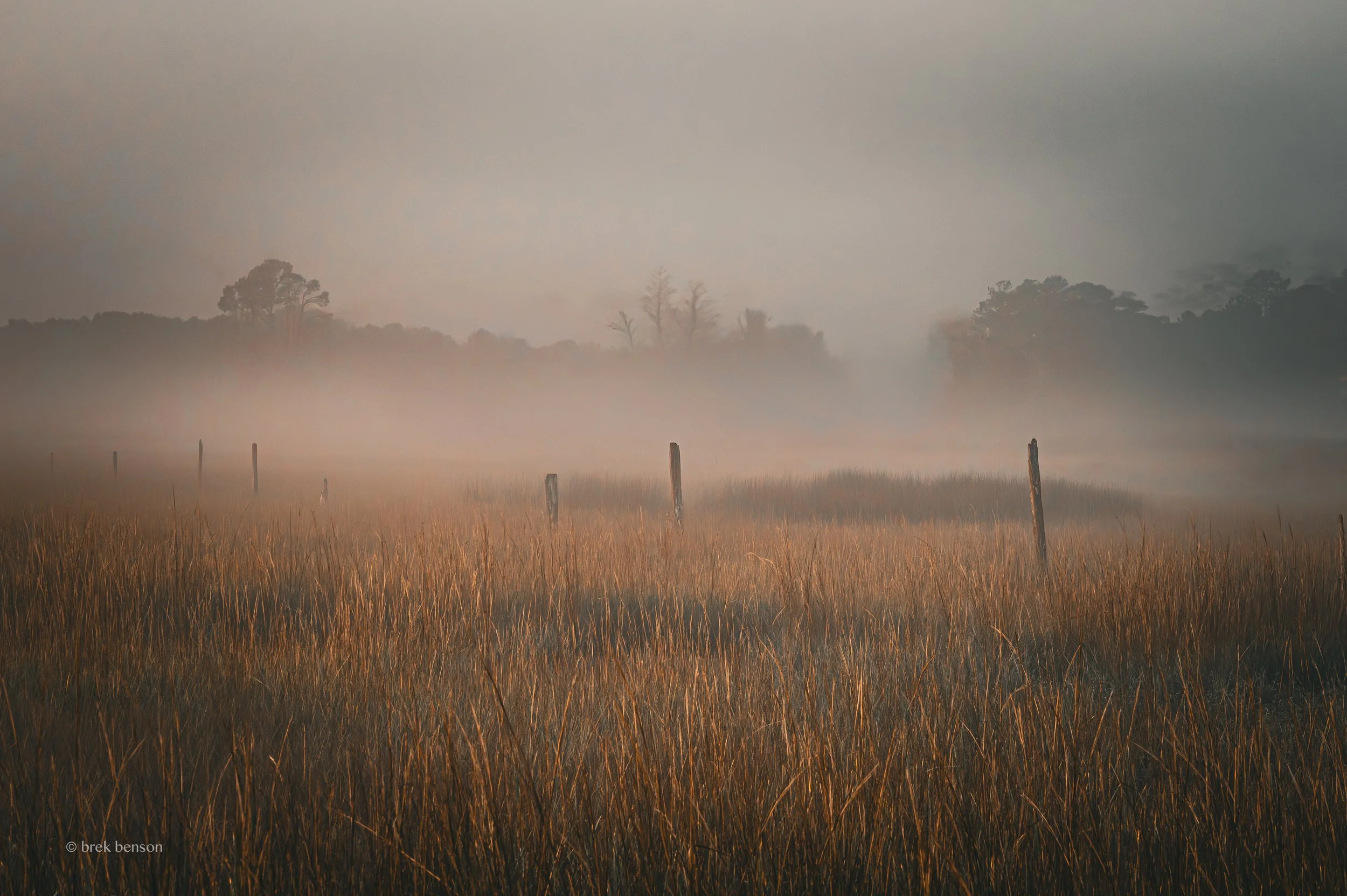 Marsh mist LG 300dpi.jpg