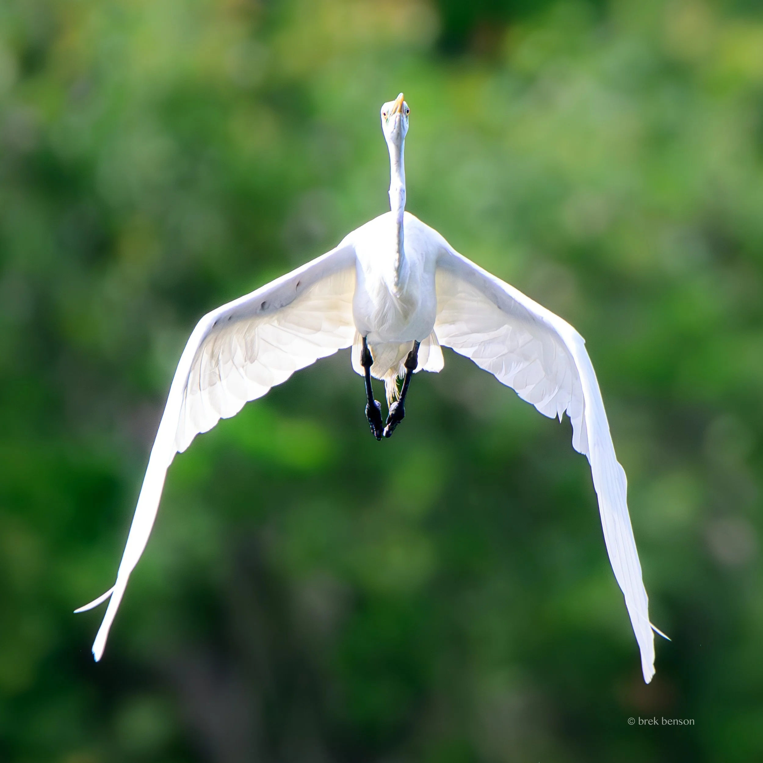Great White Egret Harrington 2026 300dpi-4.jpg