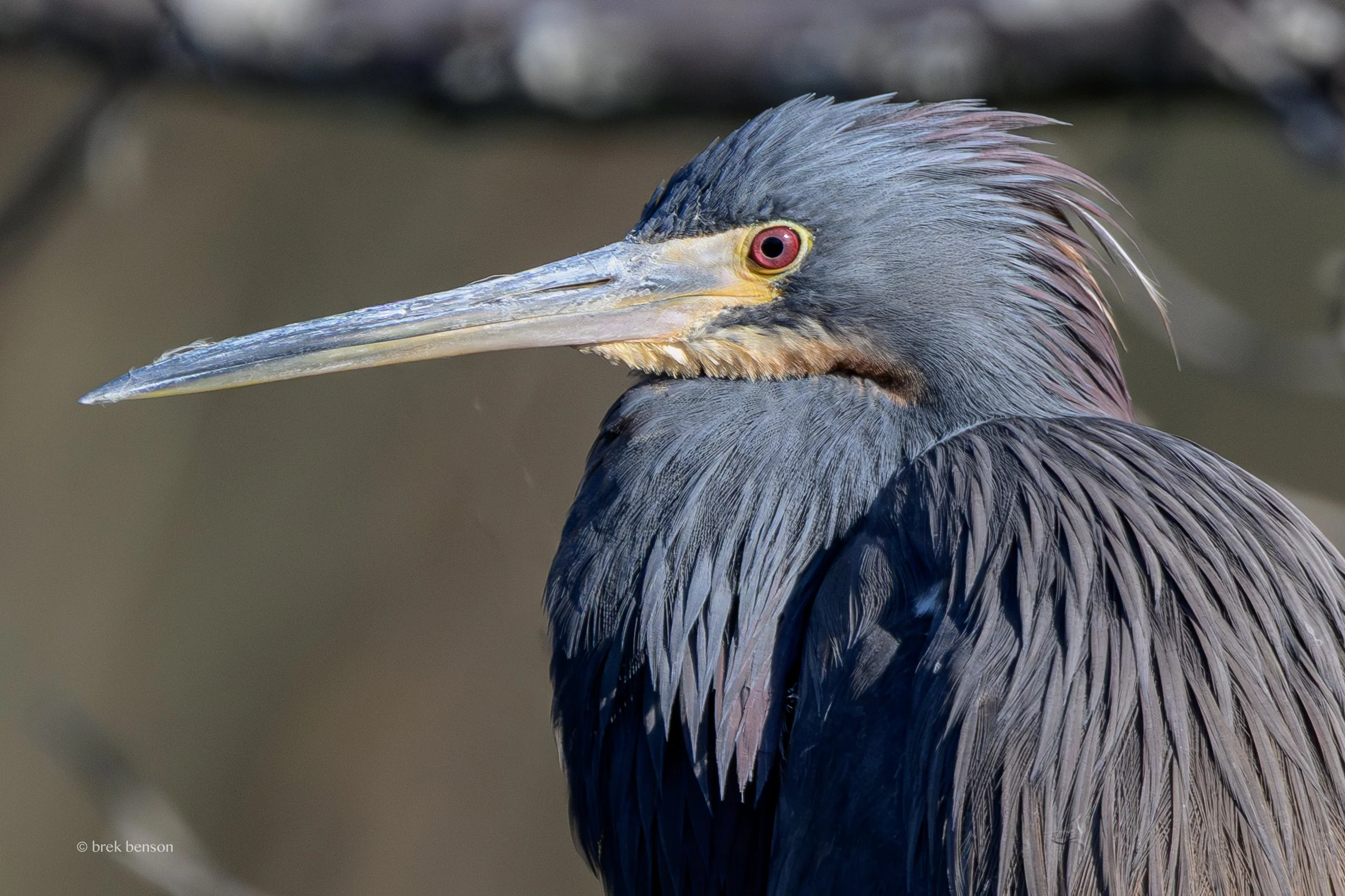 Blue Heron tight portrait 300dpi.jpg