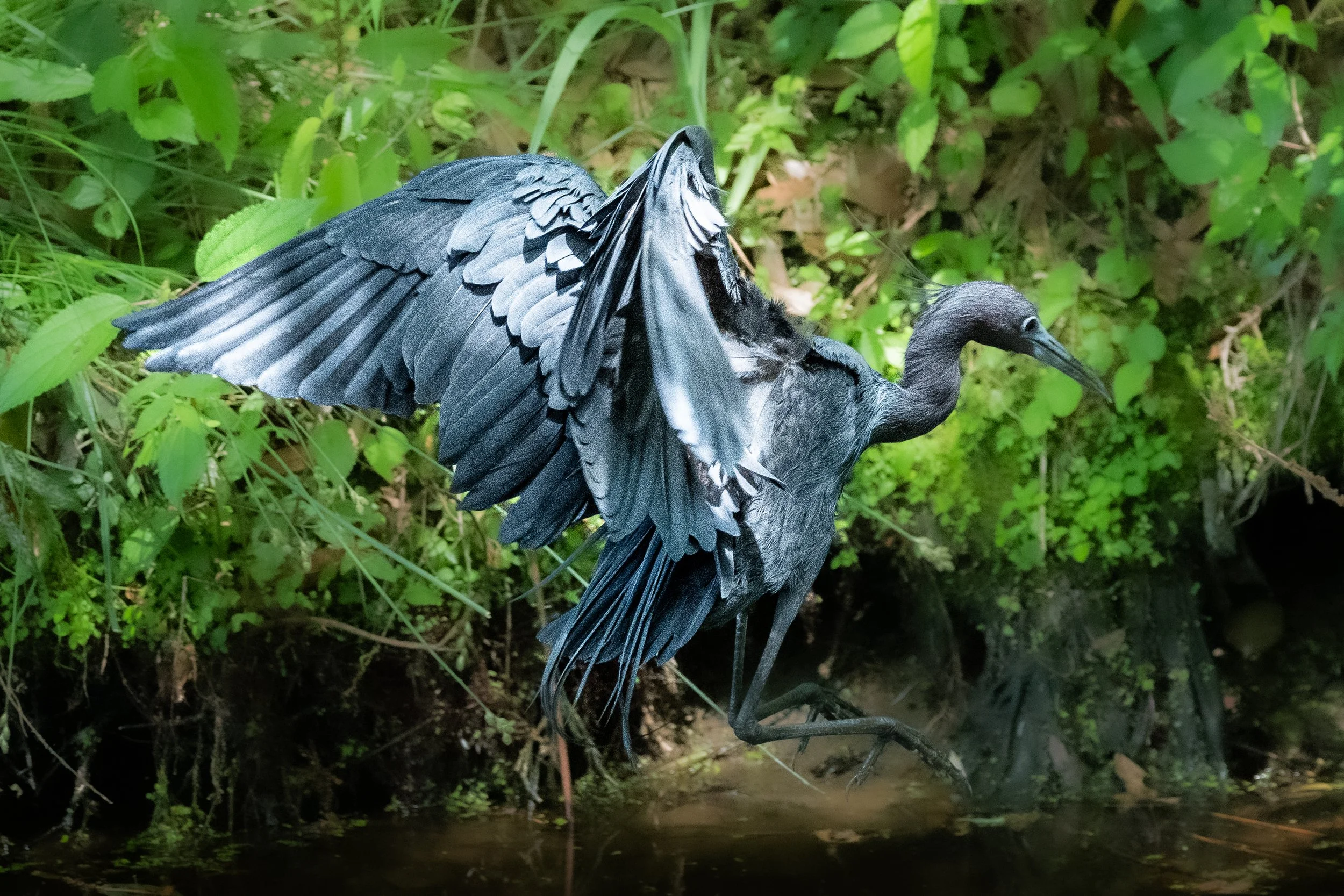 Little Blue Heron wings LG 300dpi .jpg