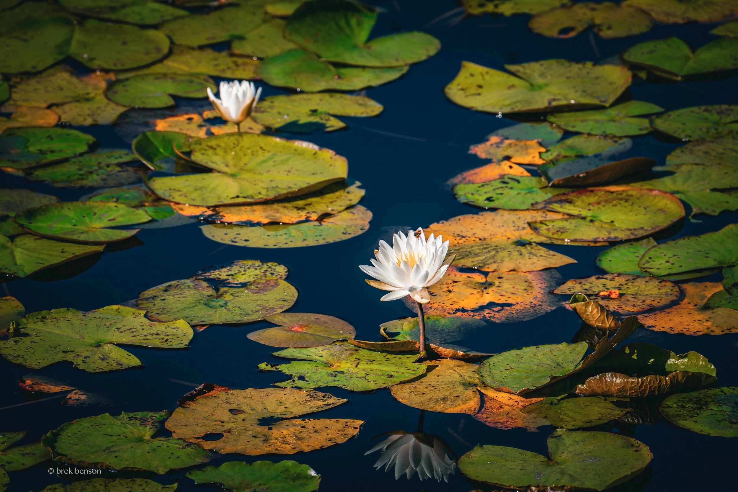 Okefenokee floating lilly pads LG 300dpi.jpg