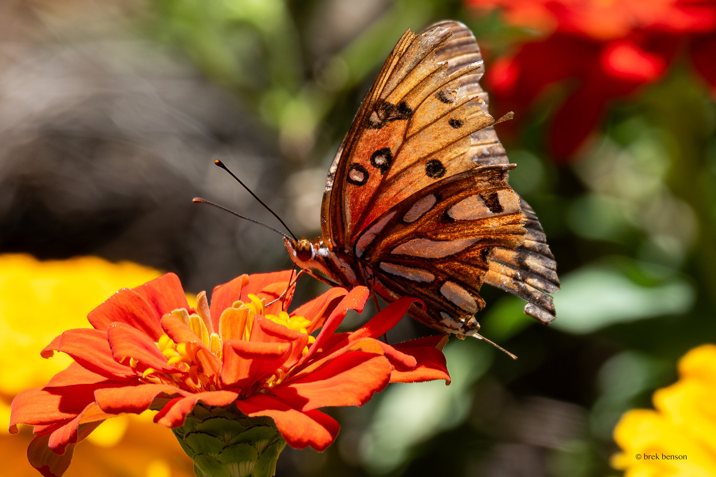 Butterfly on orange flower 300dpi.jpg