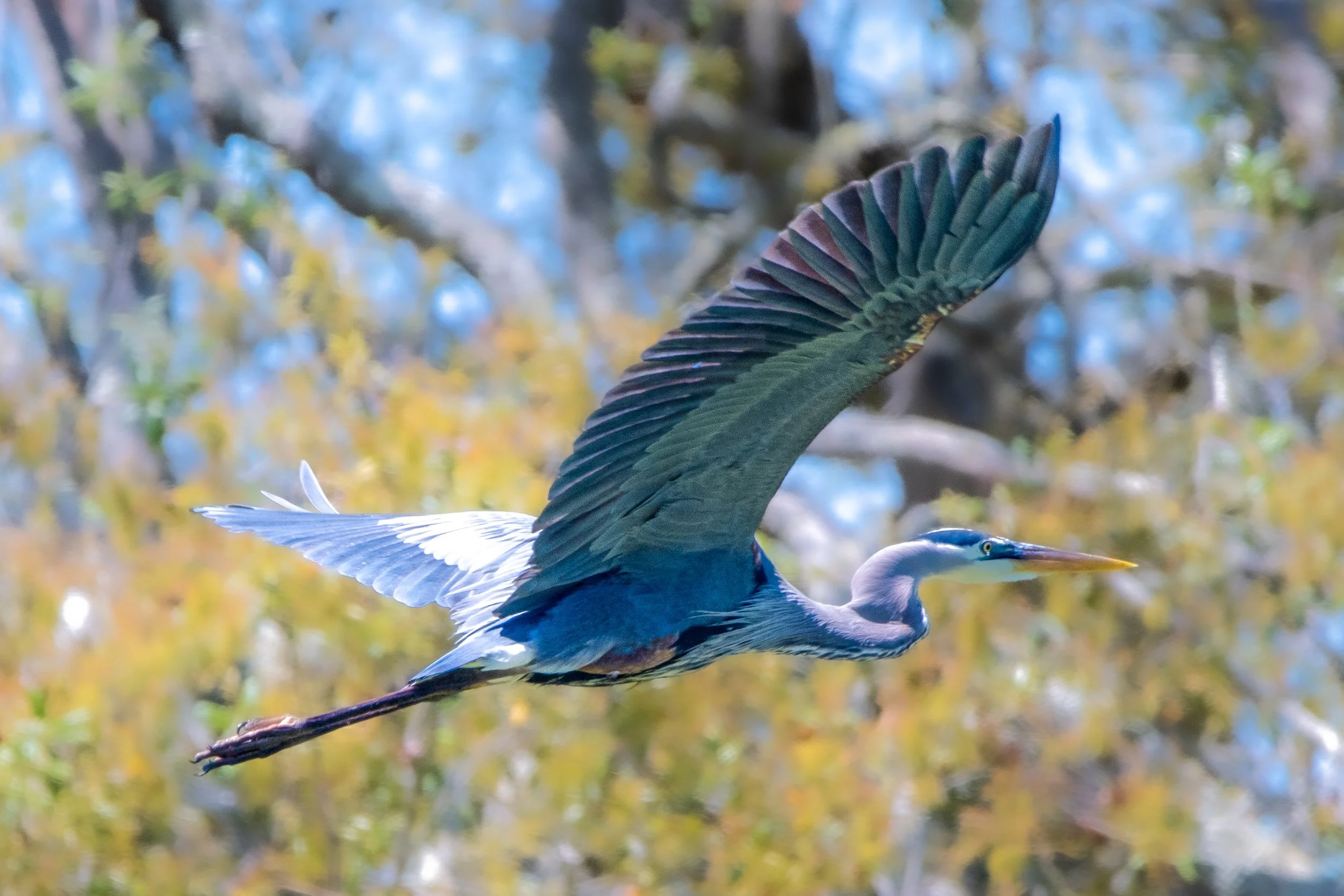 Great Blue Heron in flight LG 300dpi .jpg