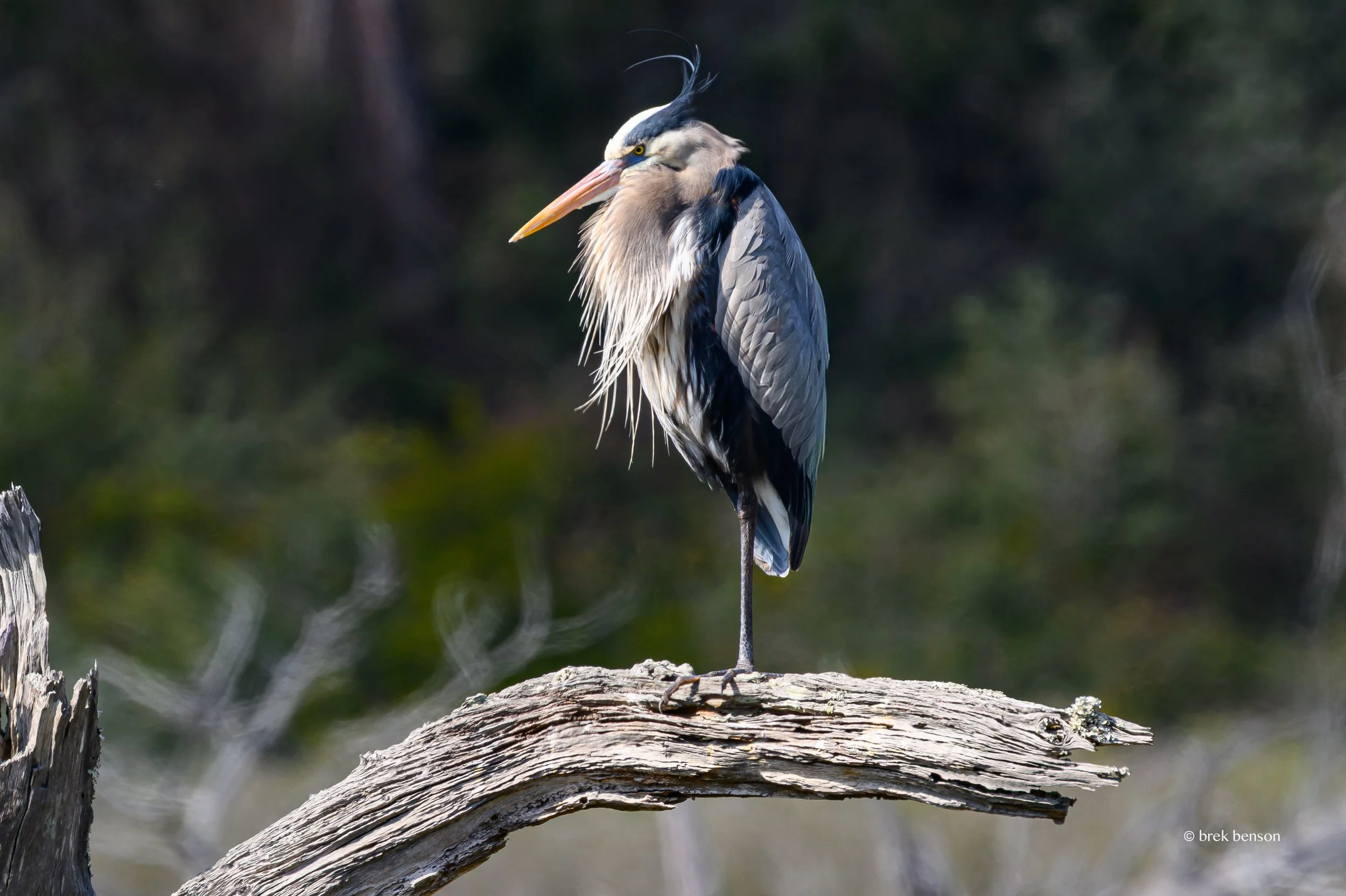 Great Blue Heron on Log Jekyll  LG 300dpi.jpg