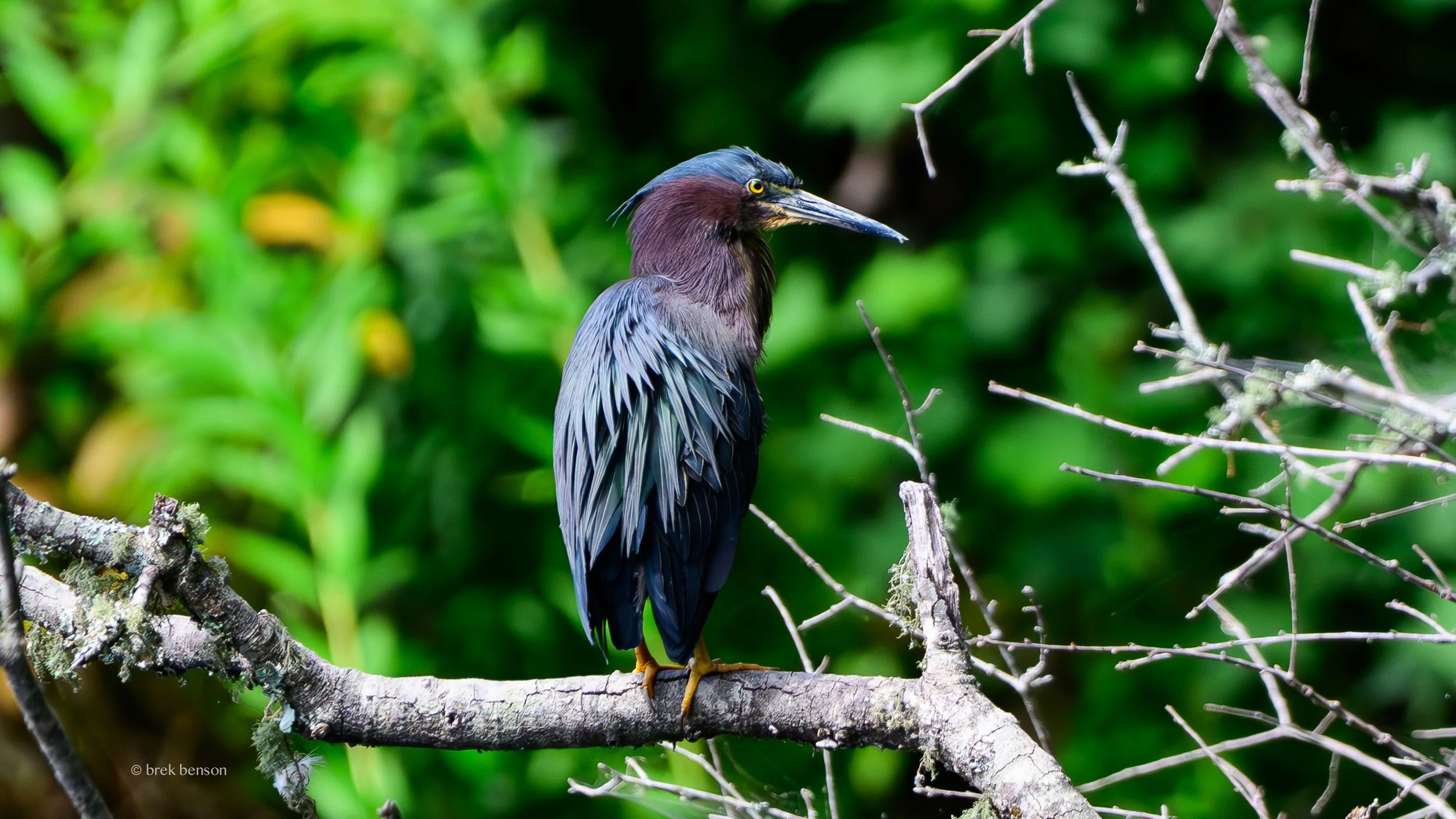 Green Heron on branch Harrington 2026 300dpi-4.jpg