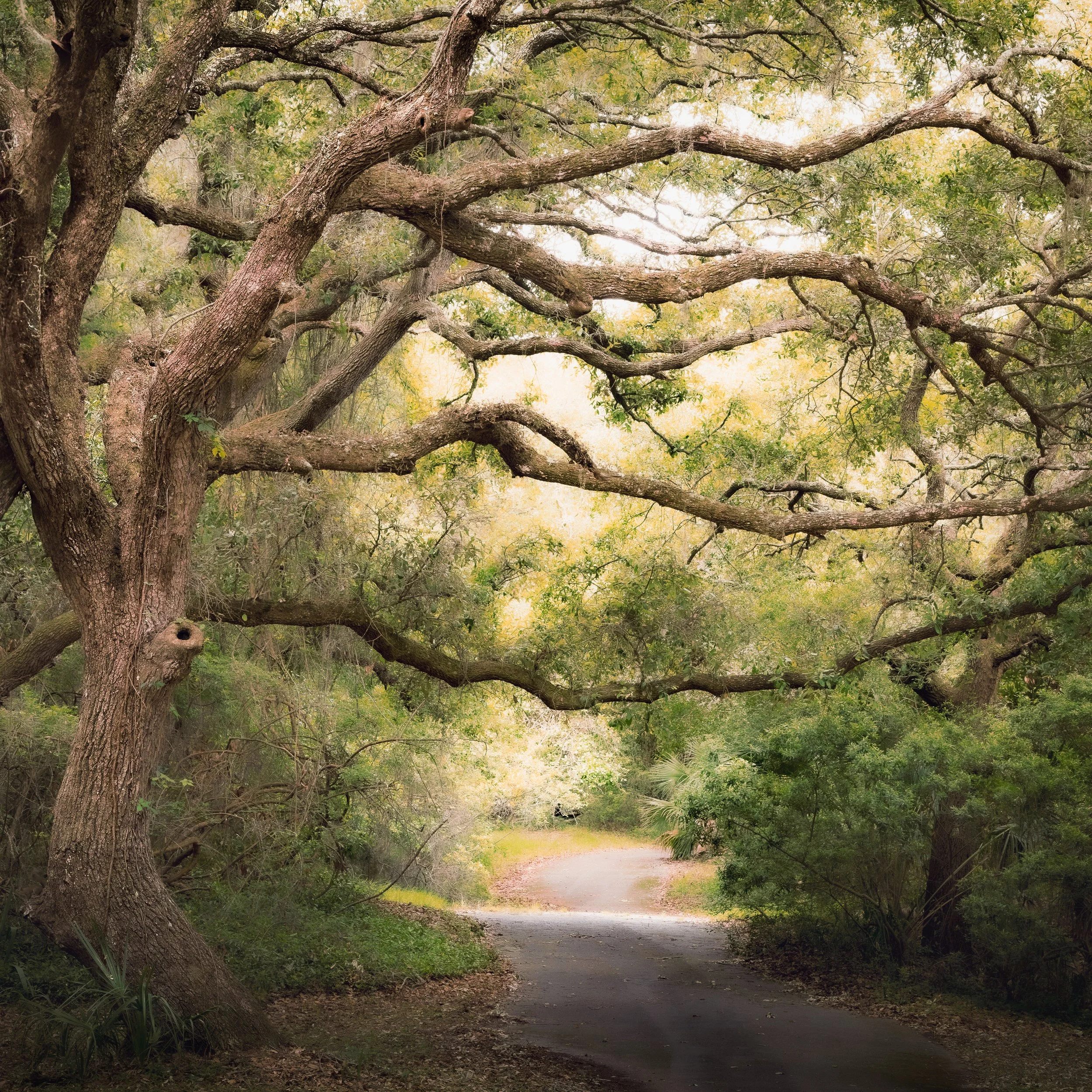 Woodland Trail 2 Jekyll Island 300dpi VV.jpg