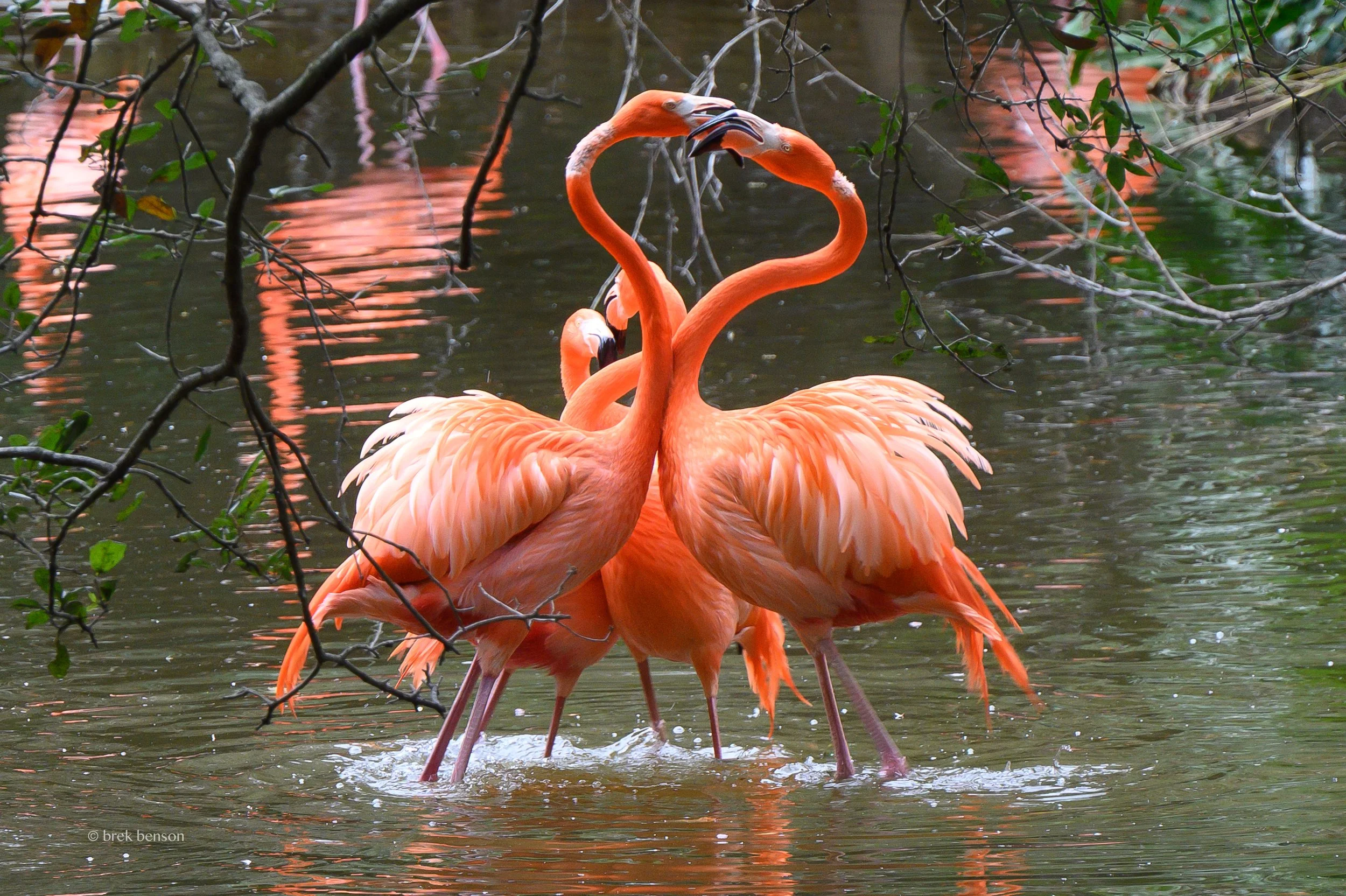 Flamingo dance LG 300dpi.jpg