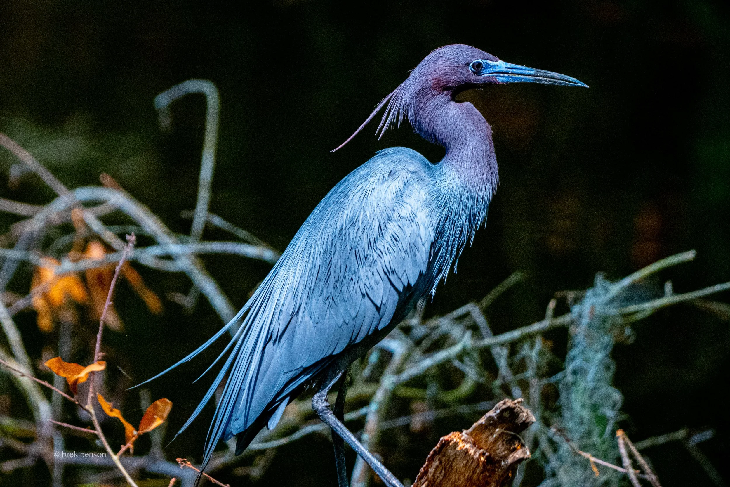 Little Blue Heron -1.jpg