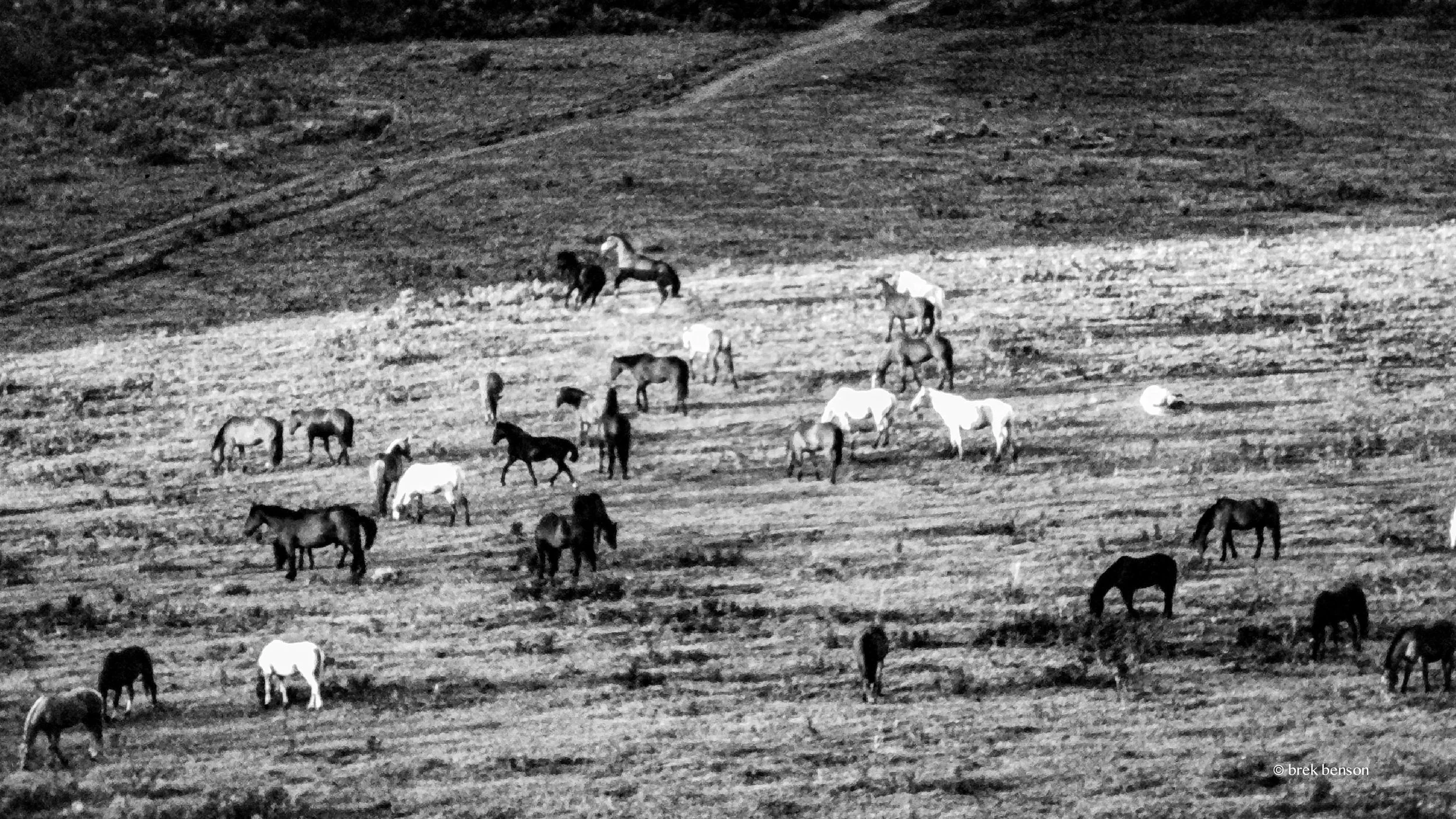 Wild Horses B&W 300dpi.jpg