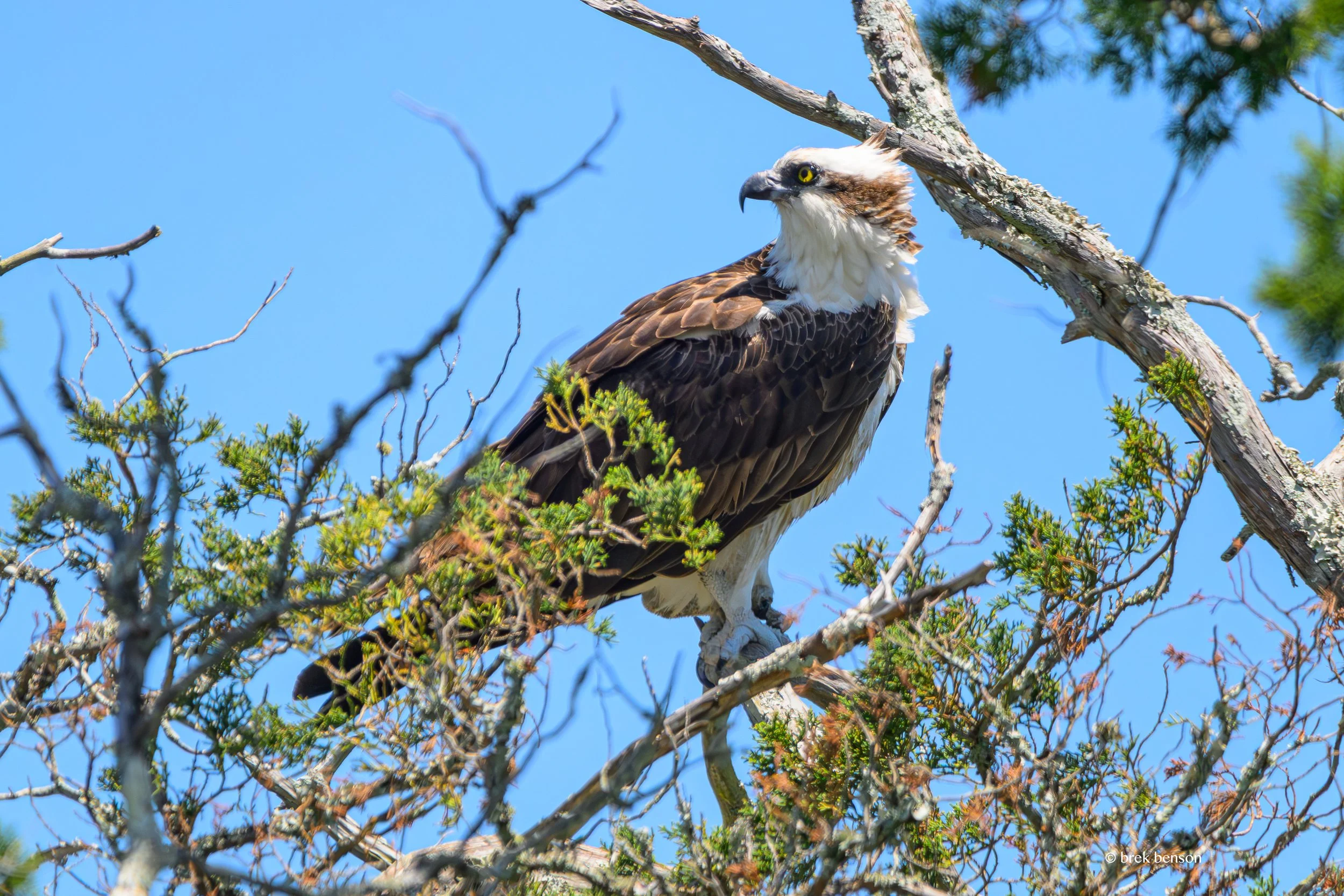 Osprey male Epworth 2026 300dpi.jpg
