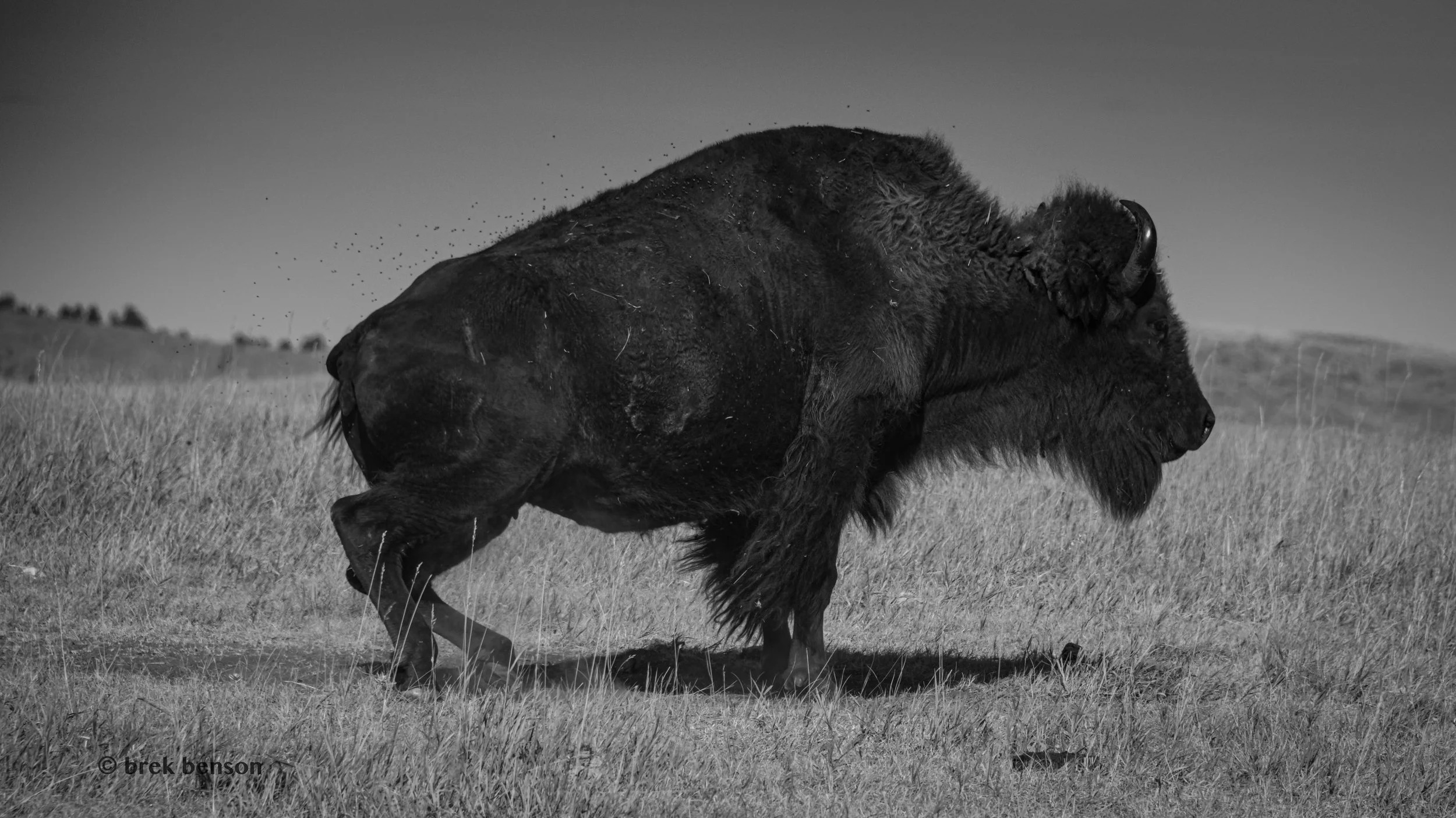 BW Bison Flycatcher.jpg