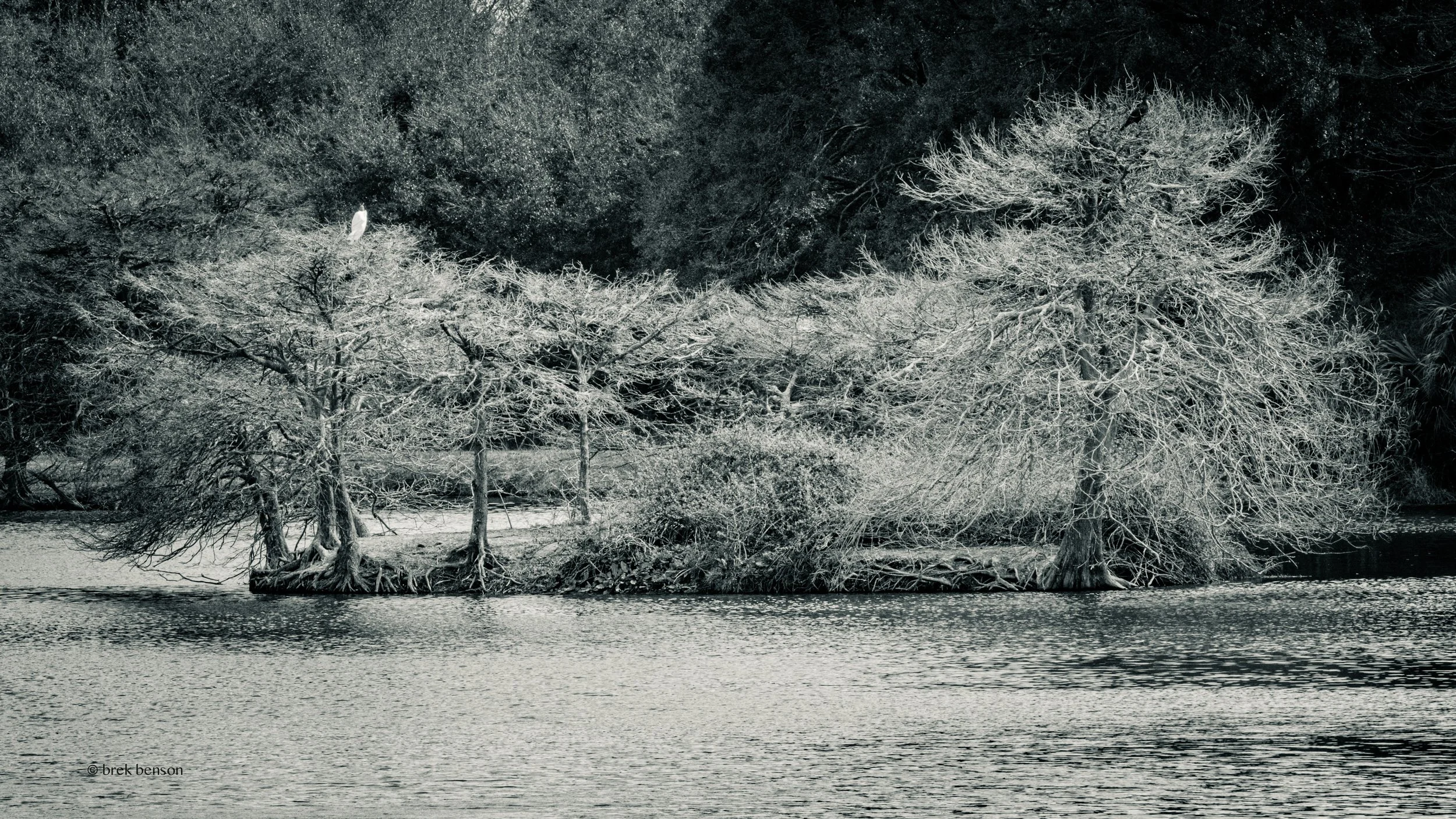 Harris Neck trees and bird BW 300dpi.jpg
